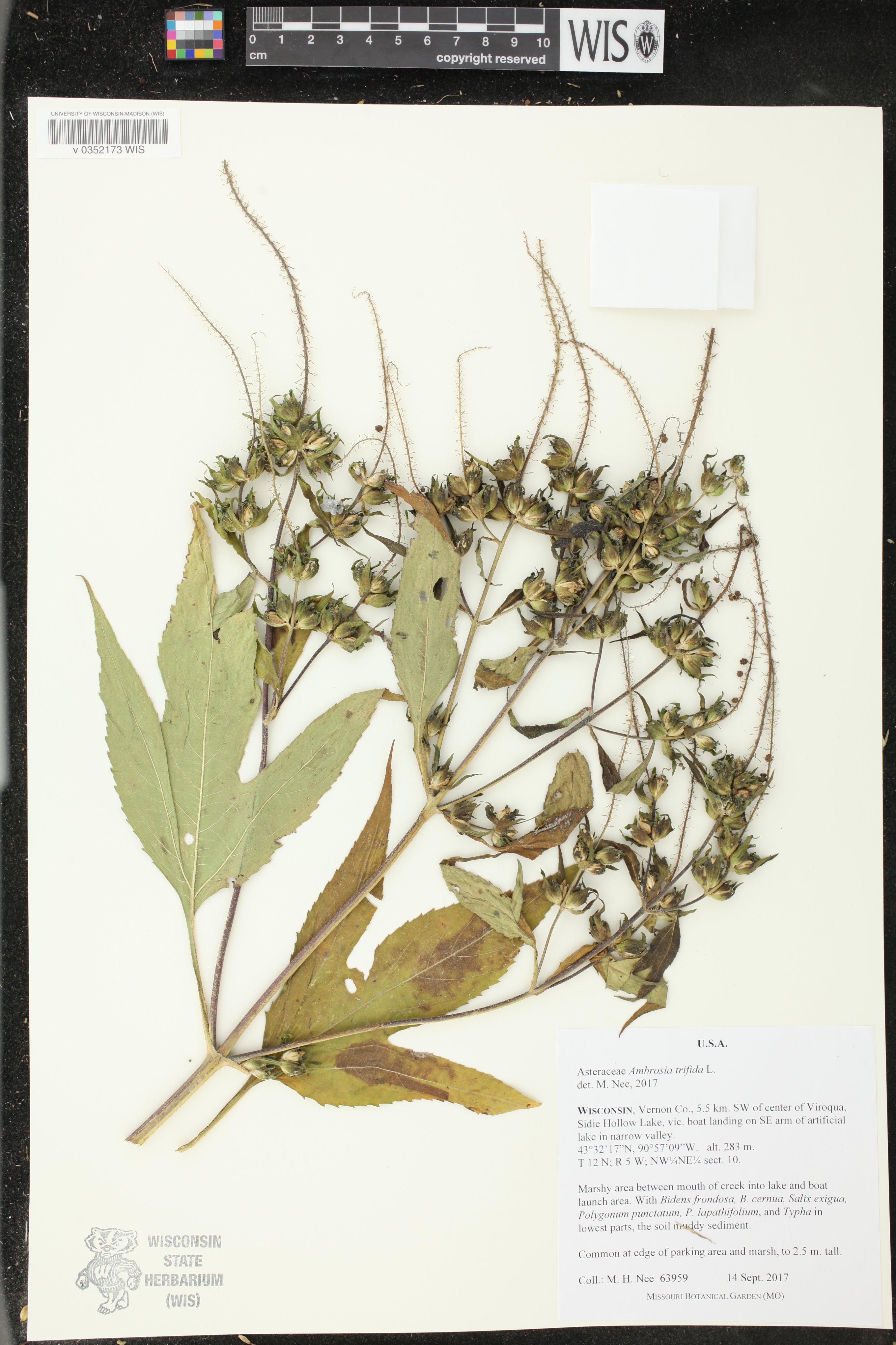 Ambrosia trifida image