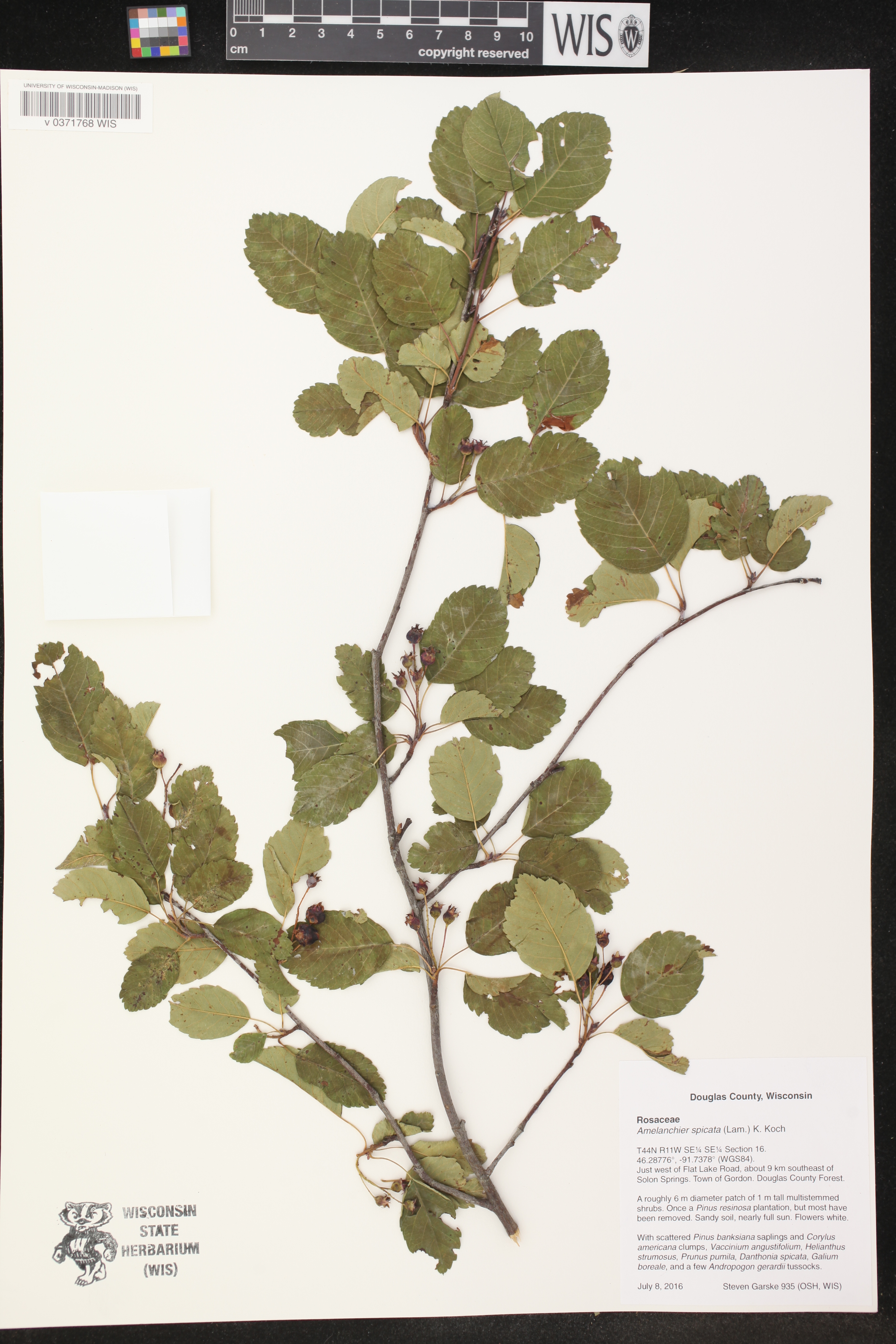 Amelanchier spicata image
