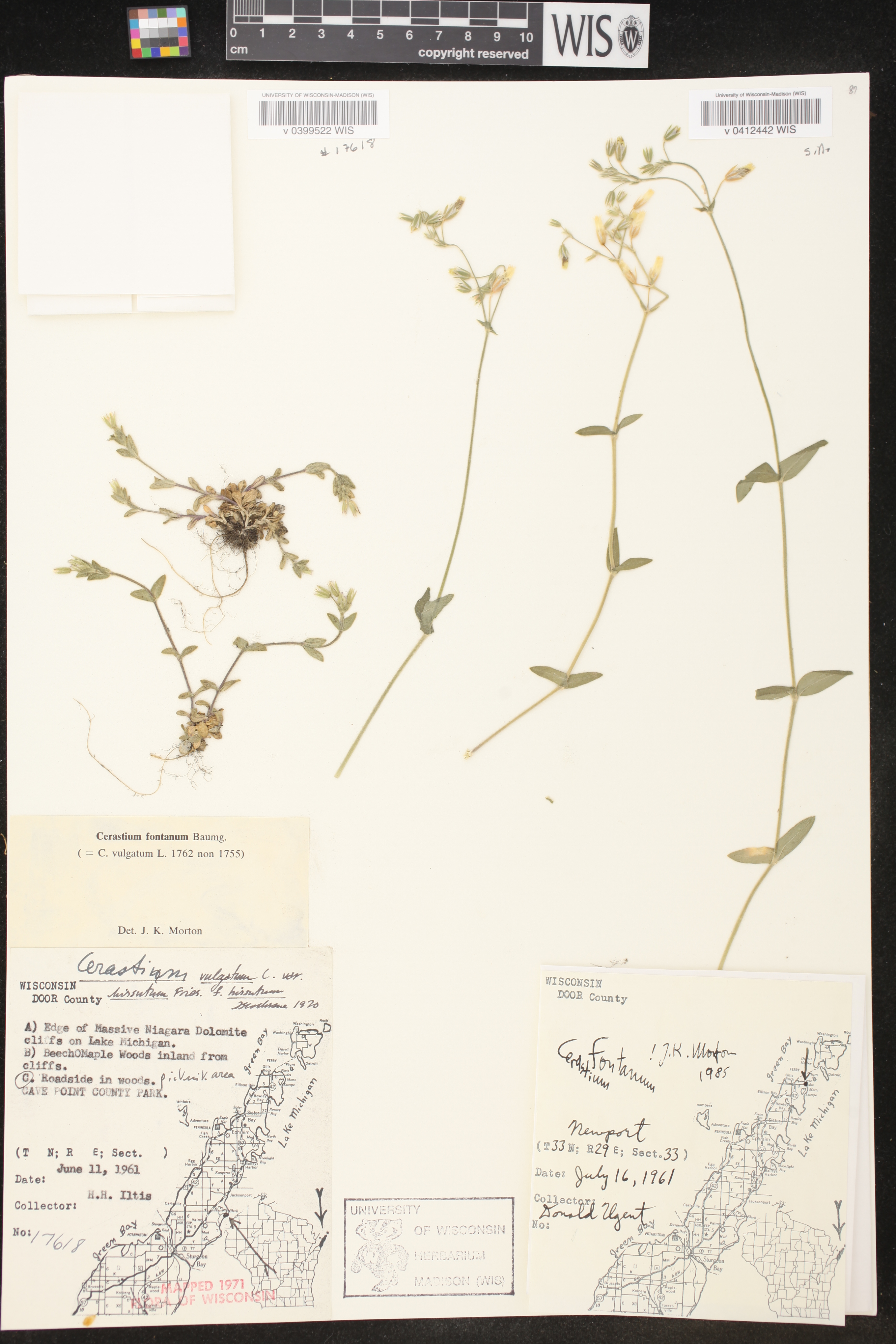 Cerastium fontanum image