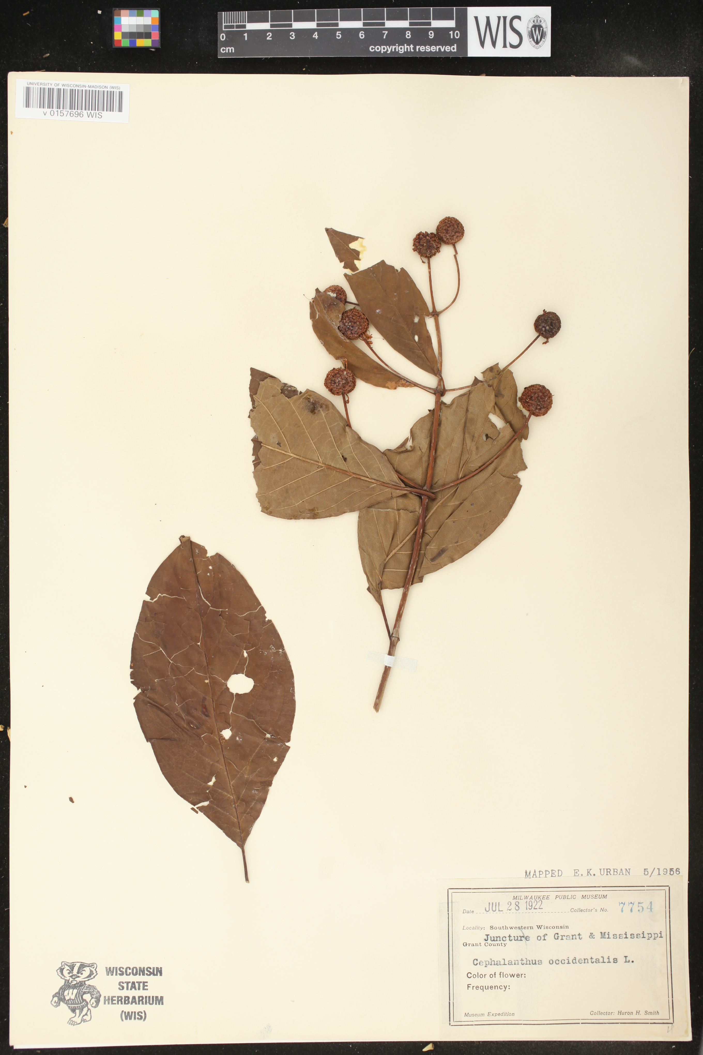 Cephalanthus occidentalis image