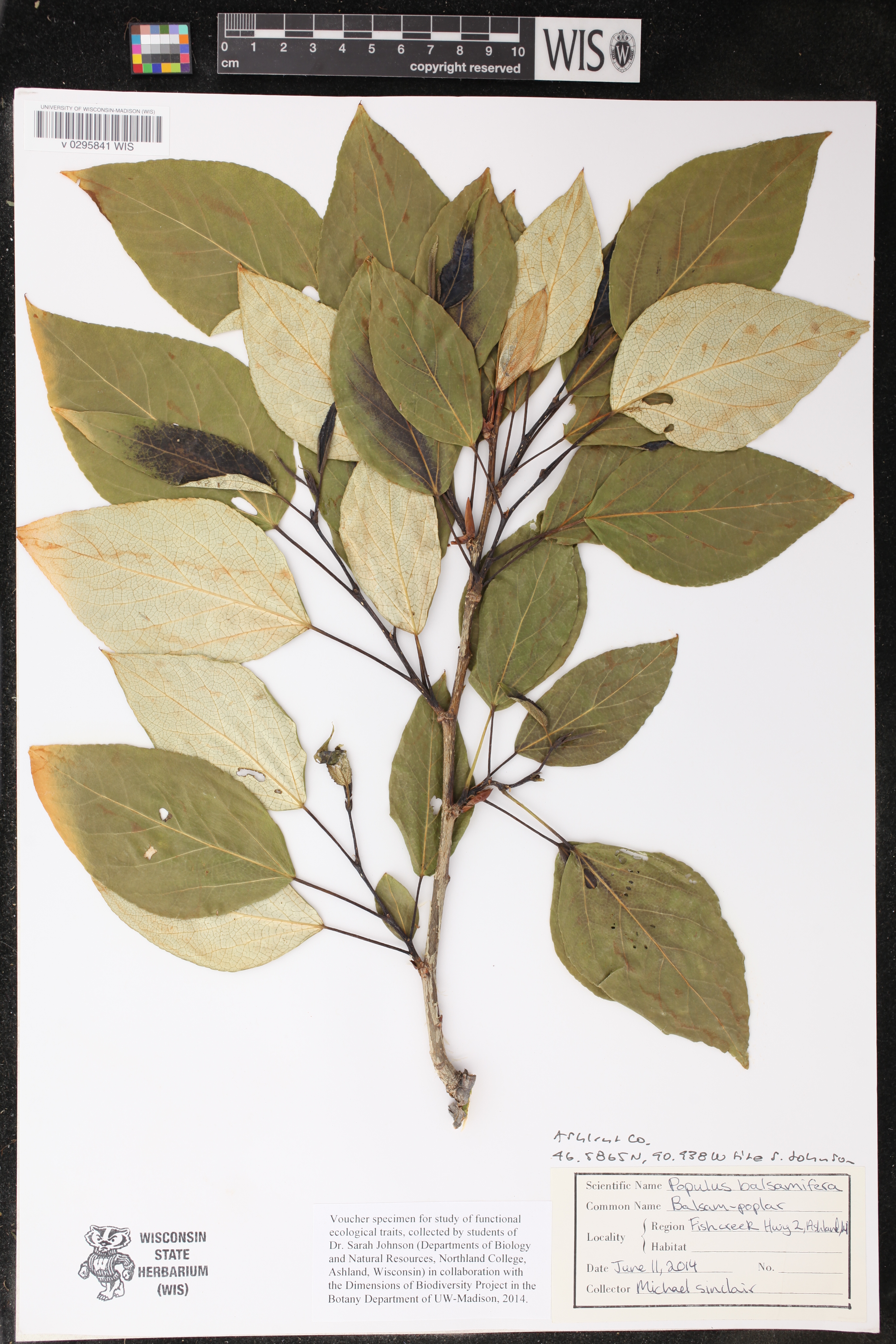 Populus balsamifera image