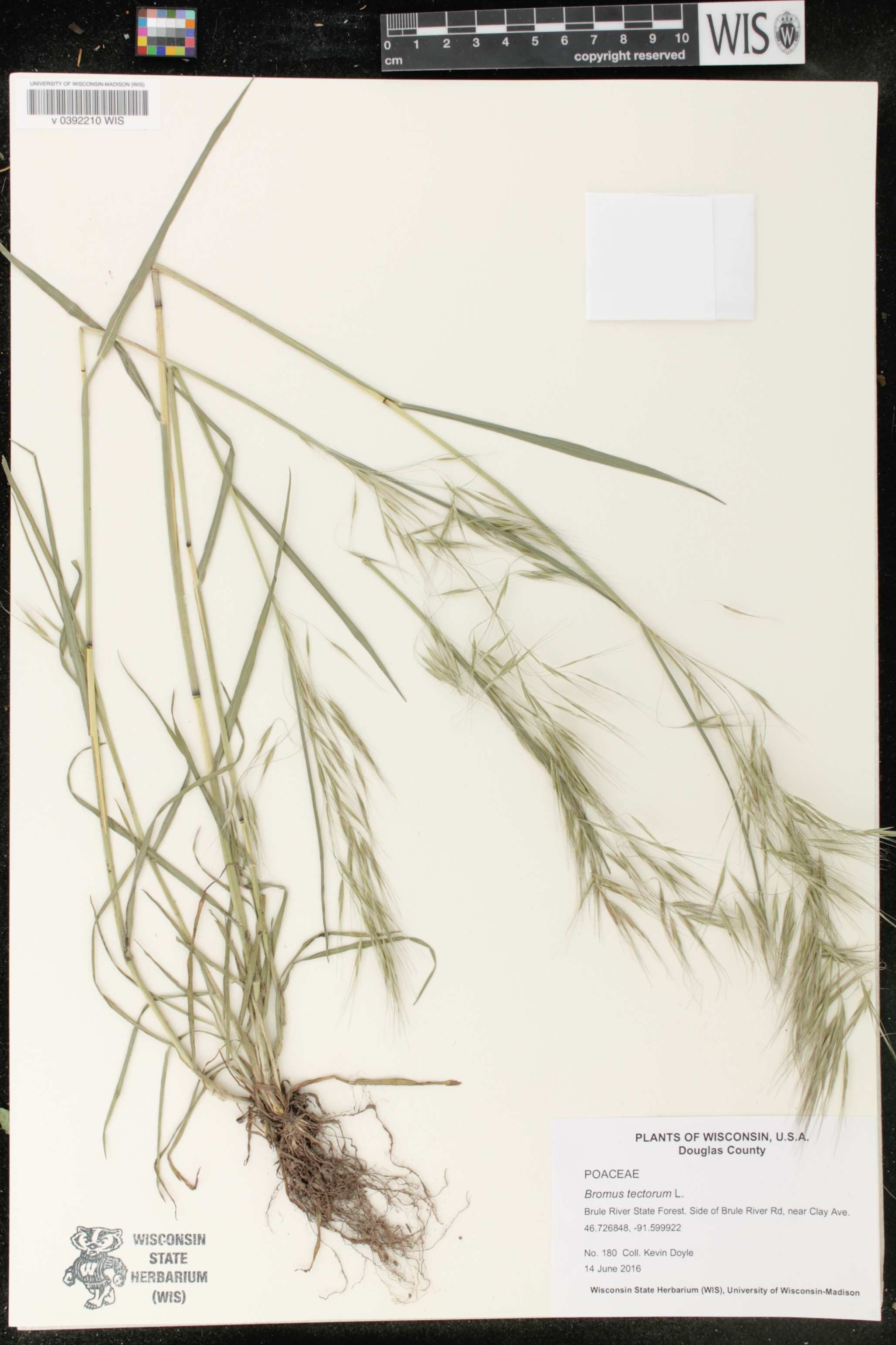 Bromus tectorum image
