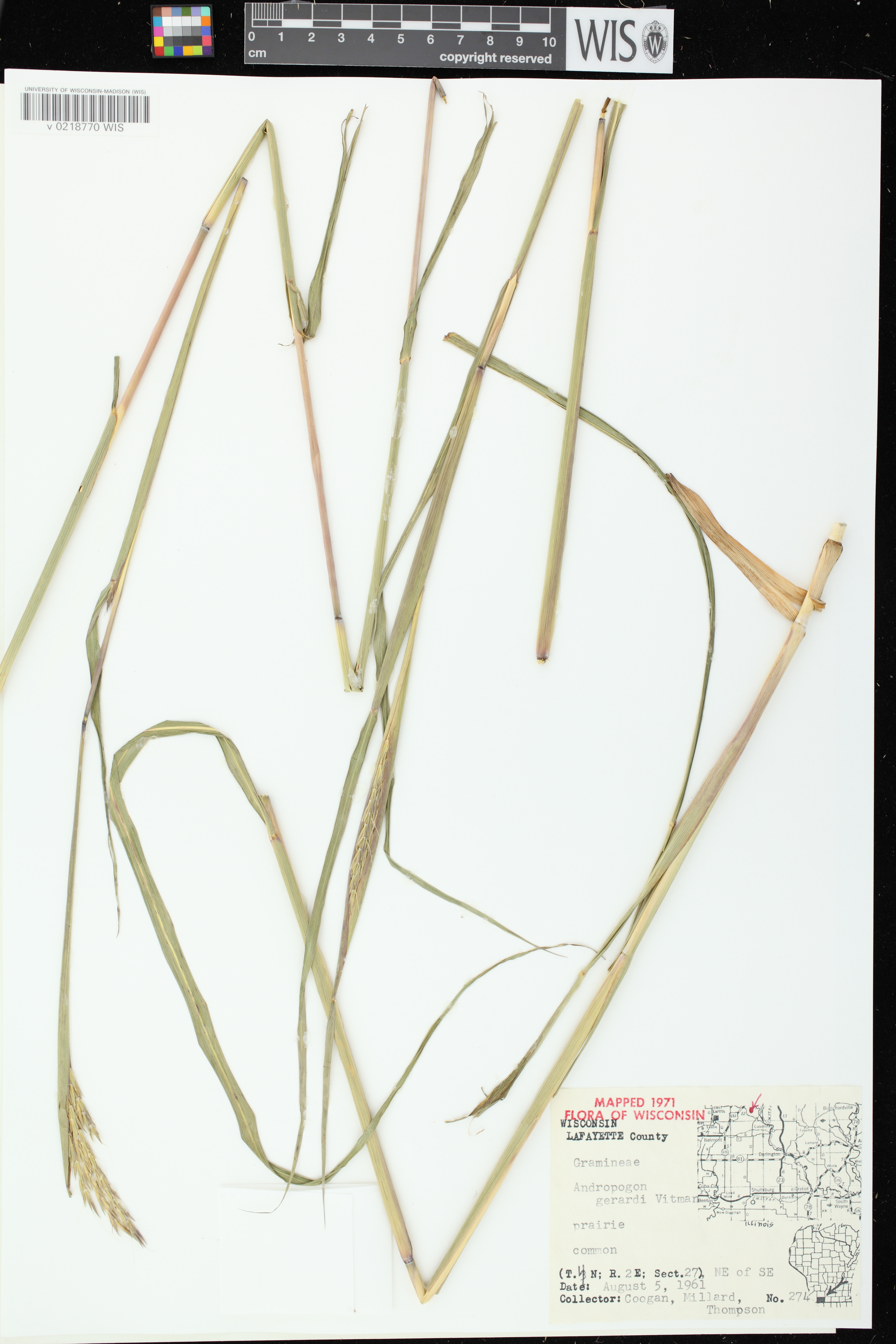 Andropogon gerardii image