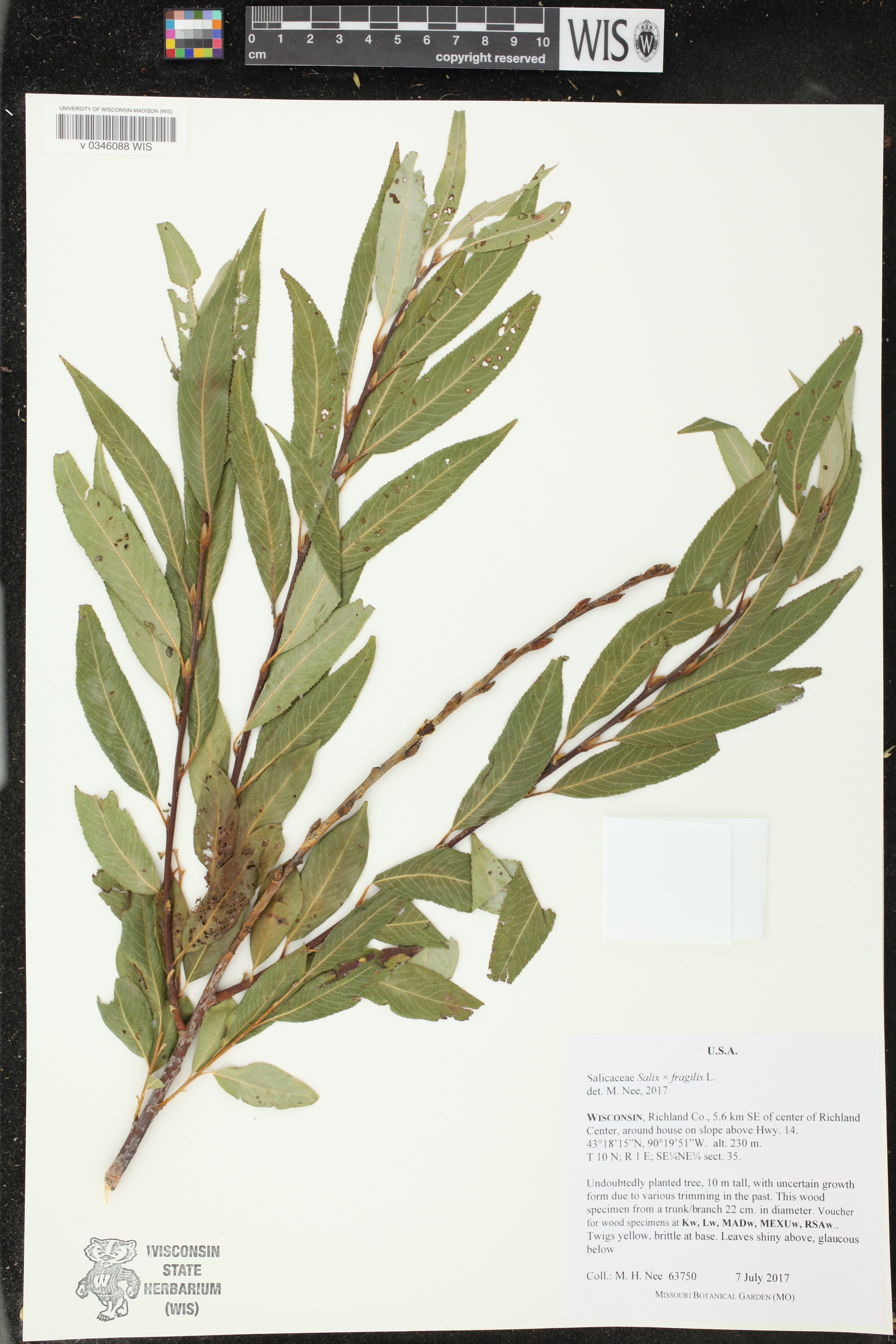 Salix x fragilis image