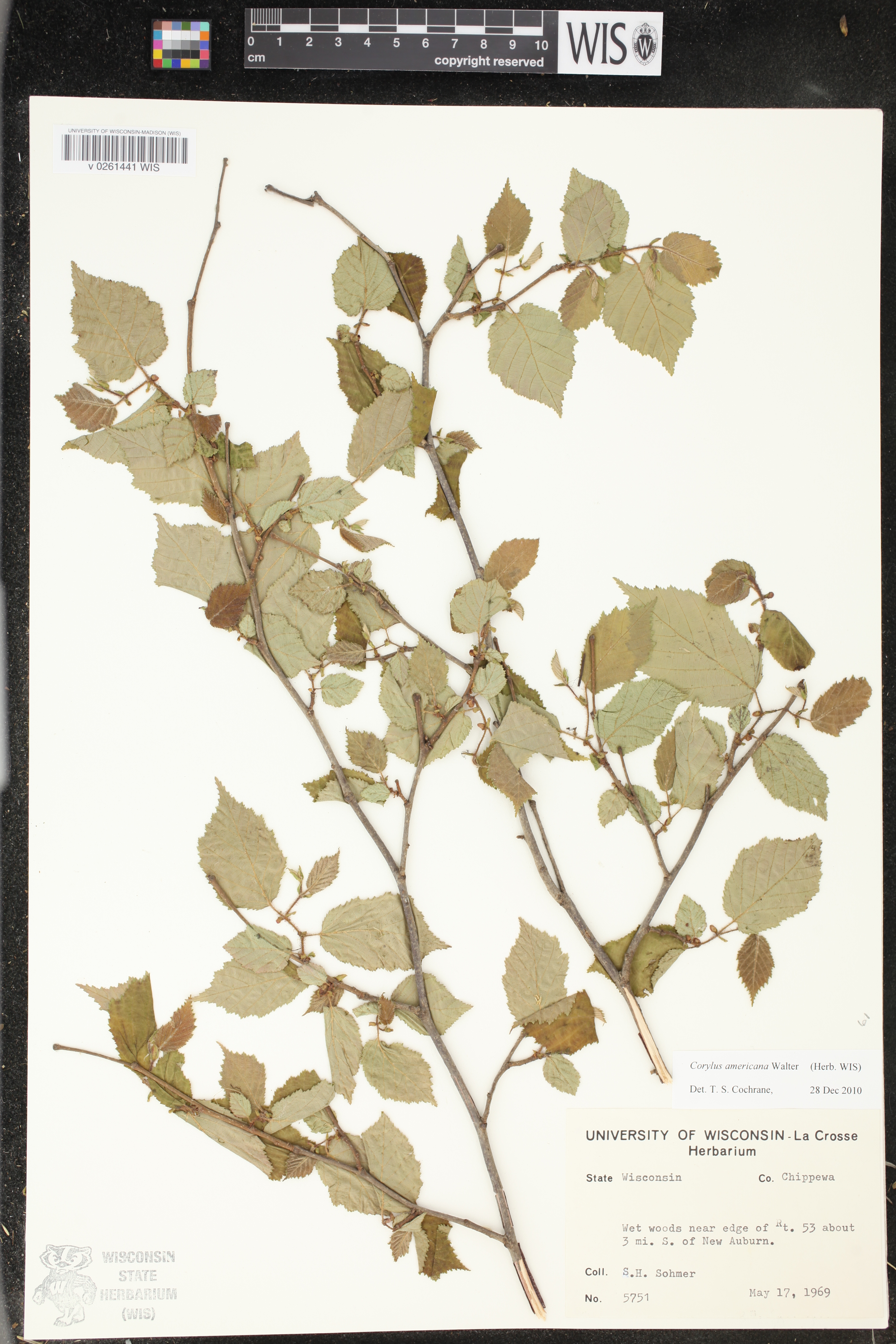 Corylus americana image