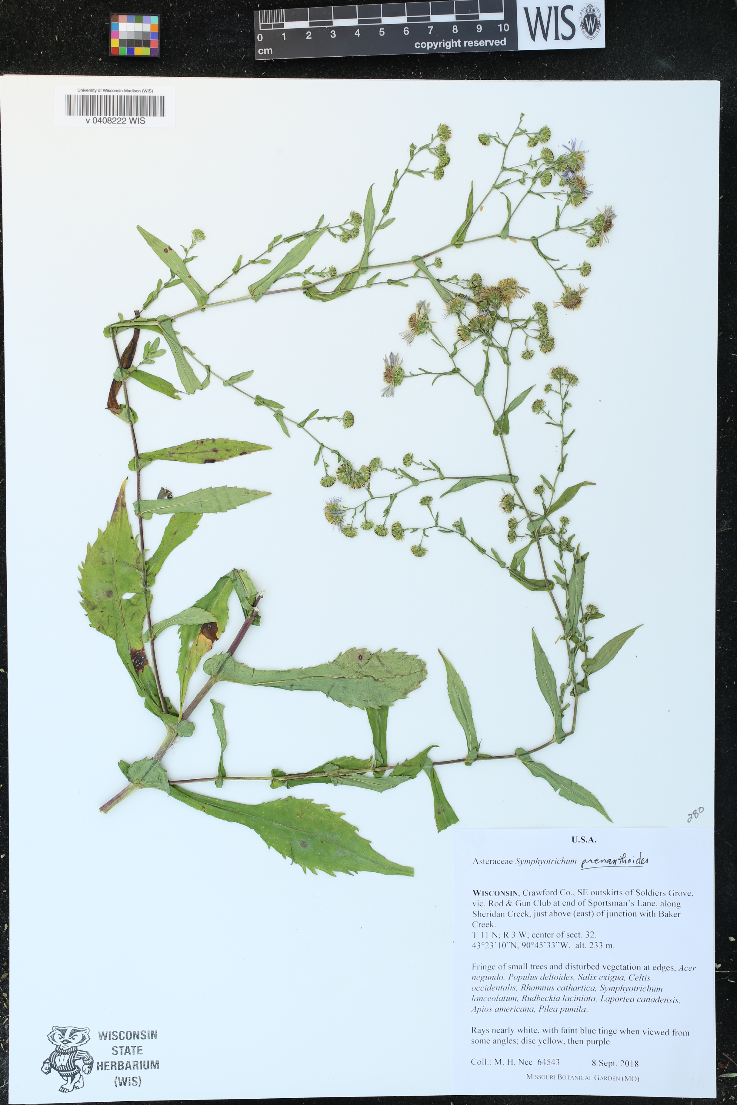 Symphyotrichum prenanthoides image