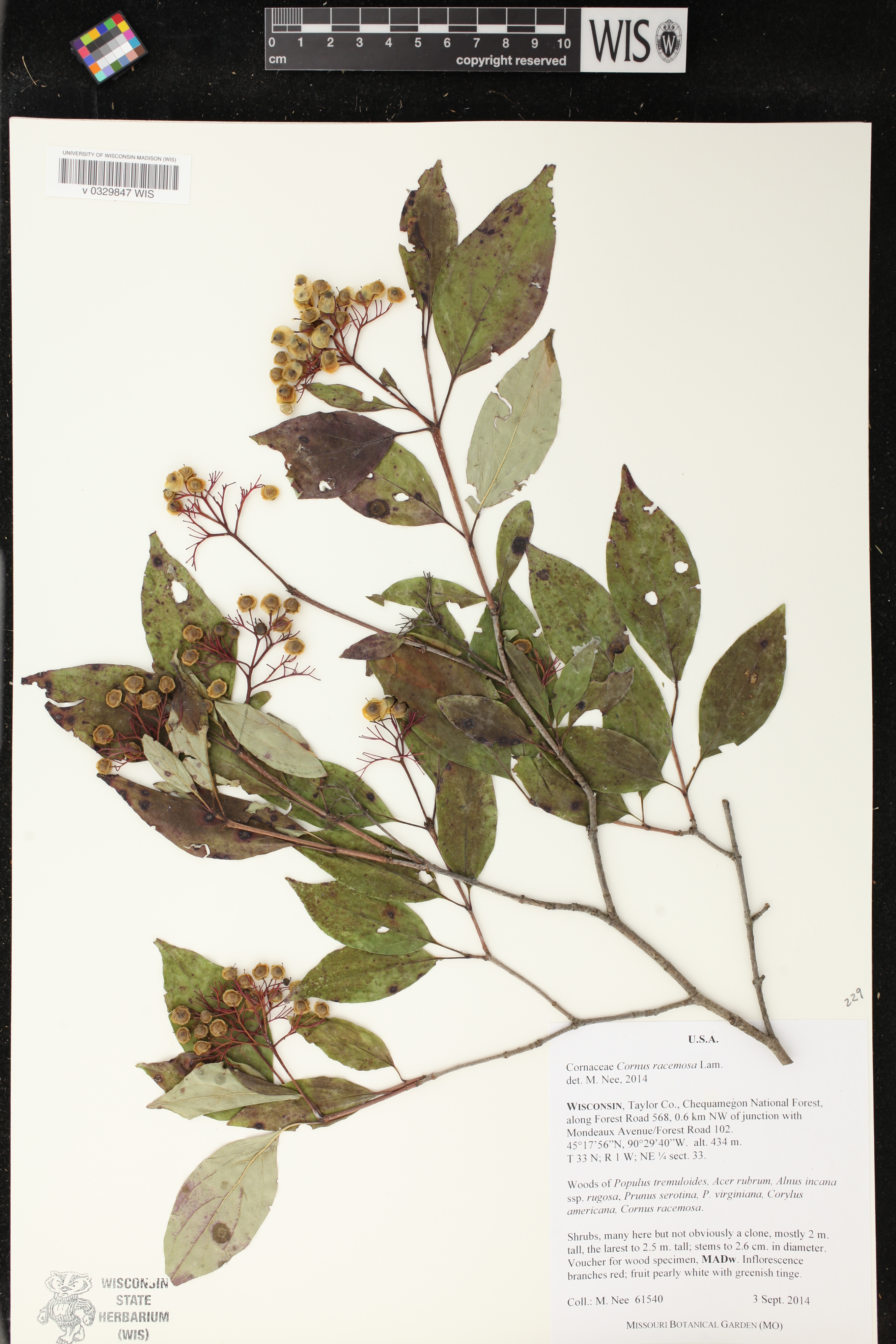 Cornus foemina subsp. racemosa image