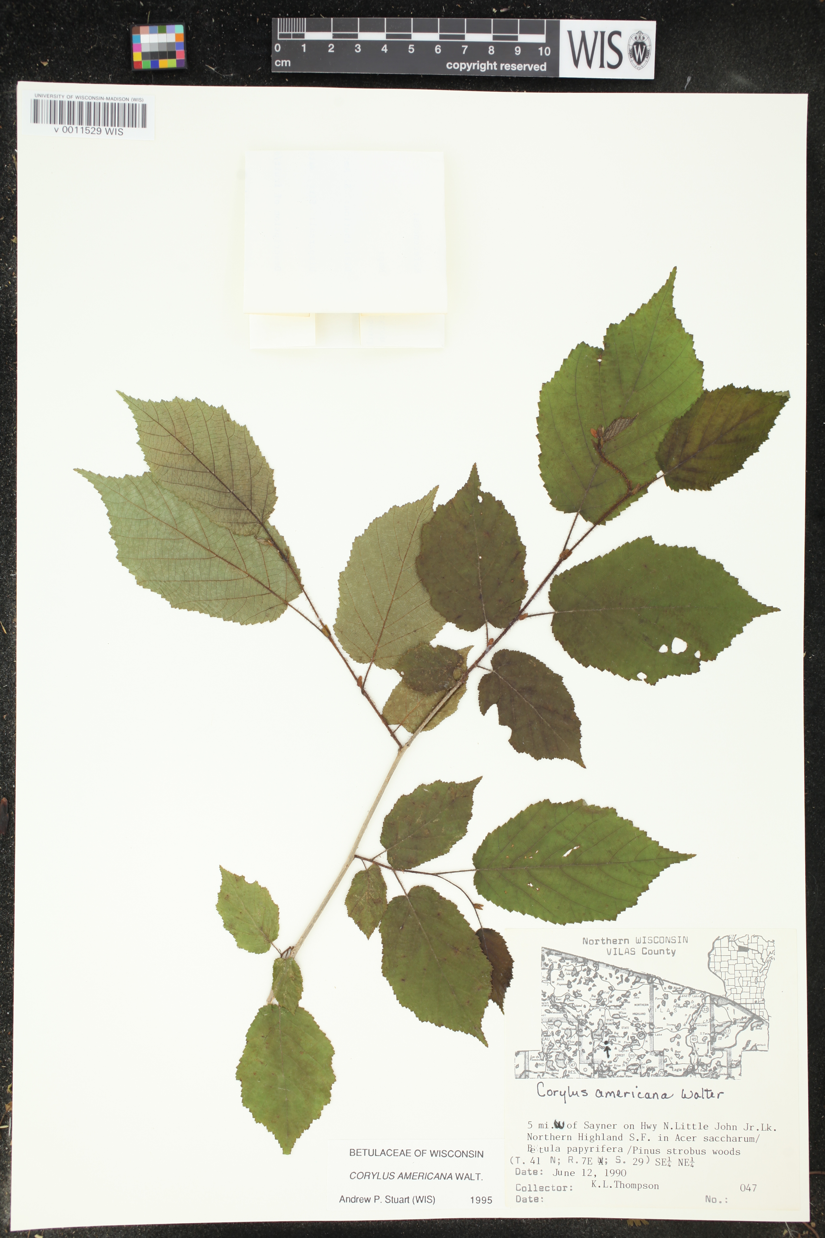 Corylus americana image