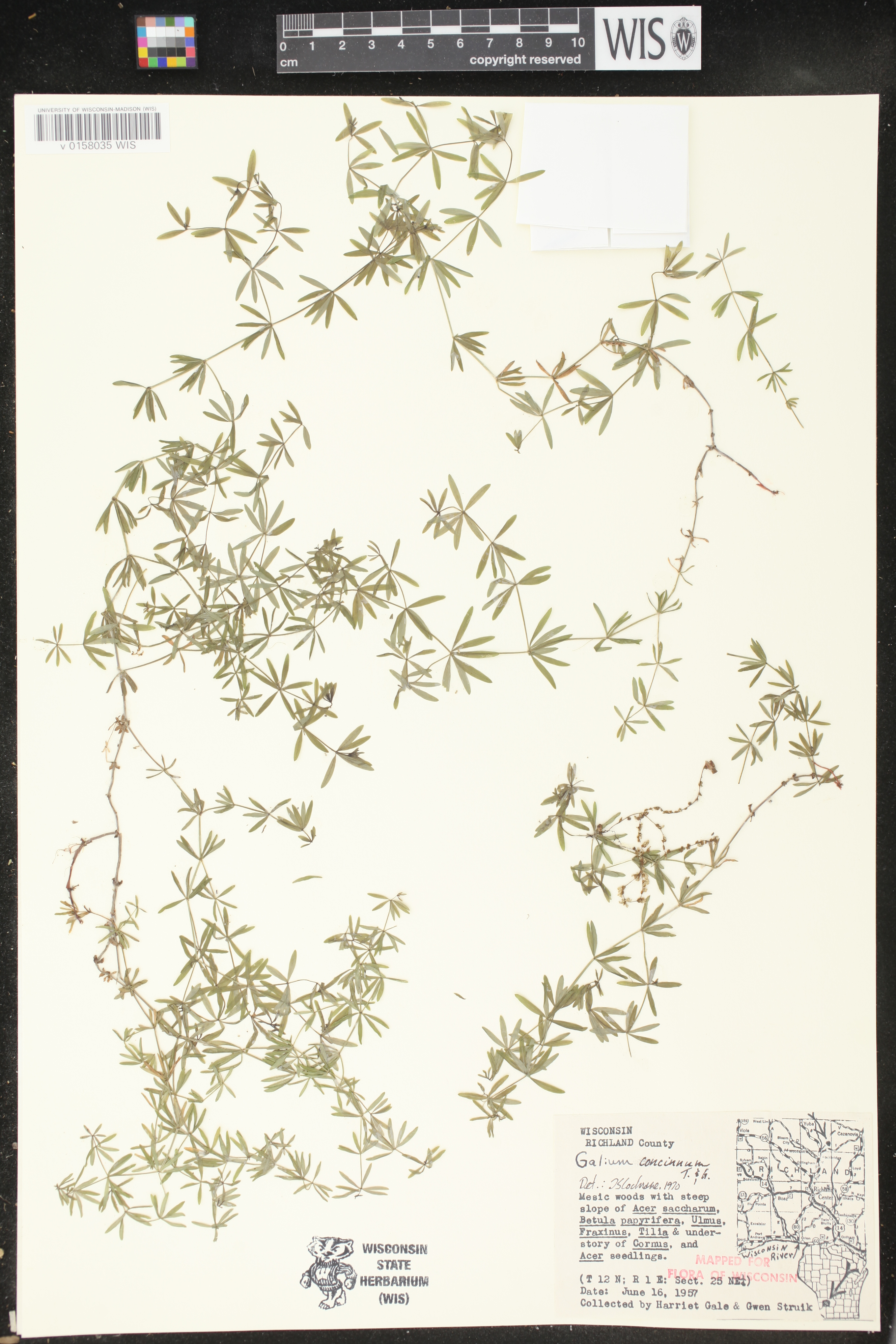 Galium concinnum image
