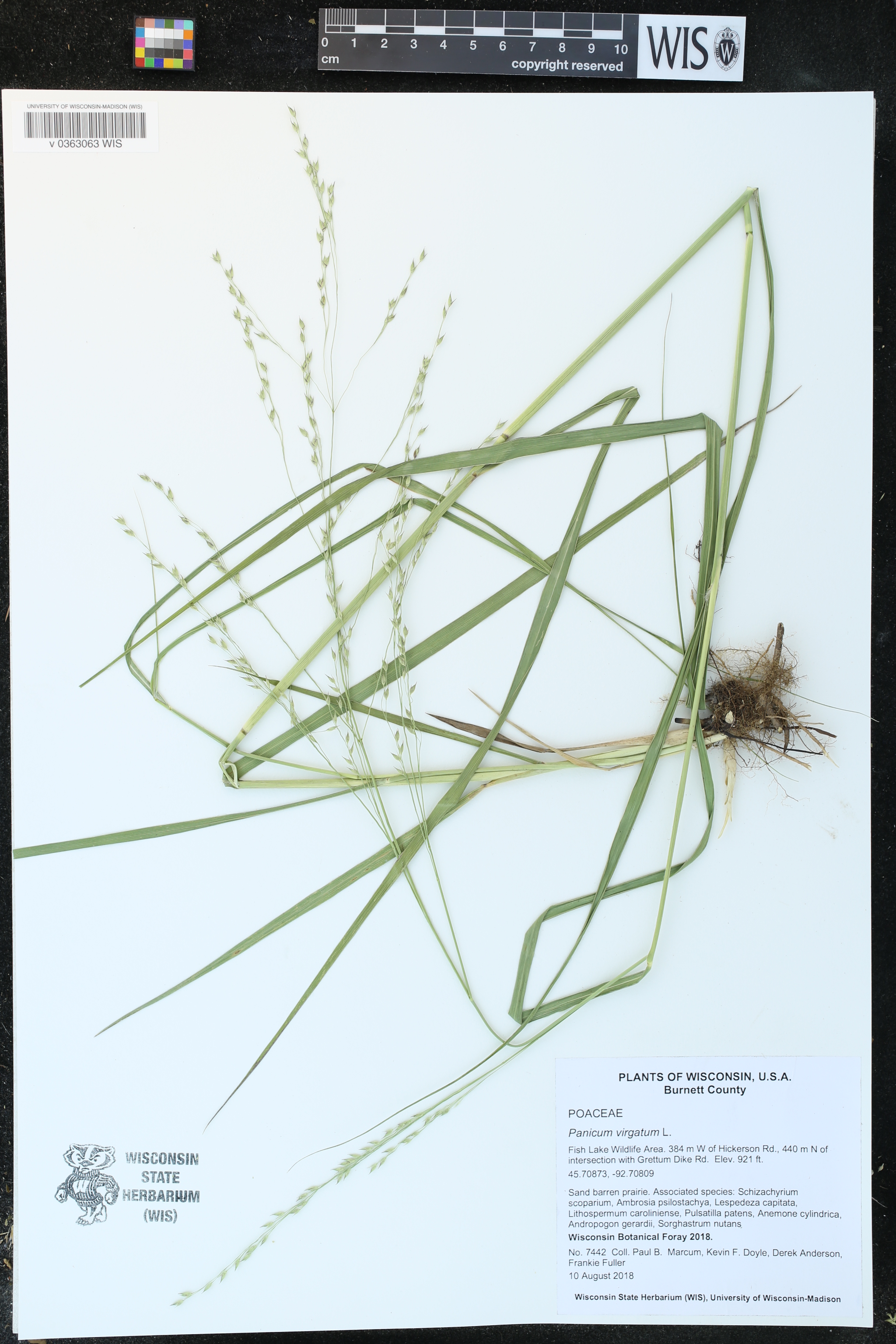 Panicum virgatum image