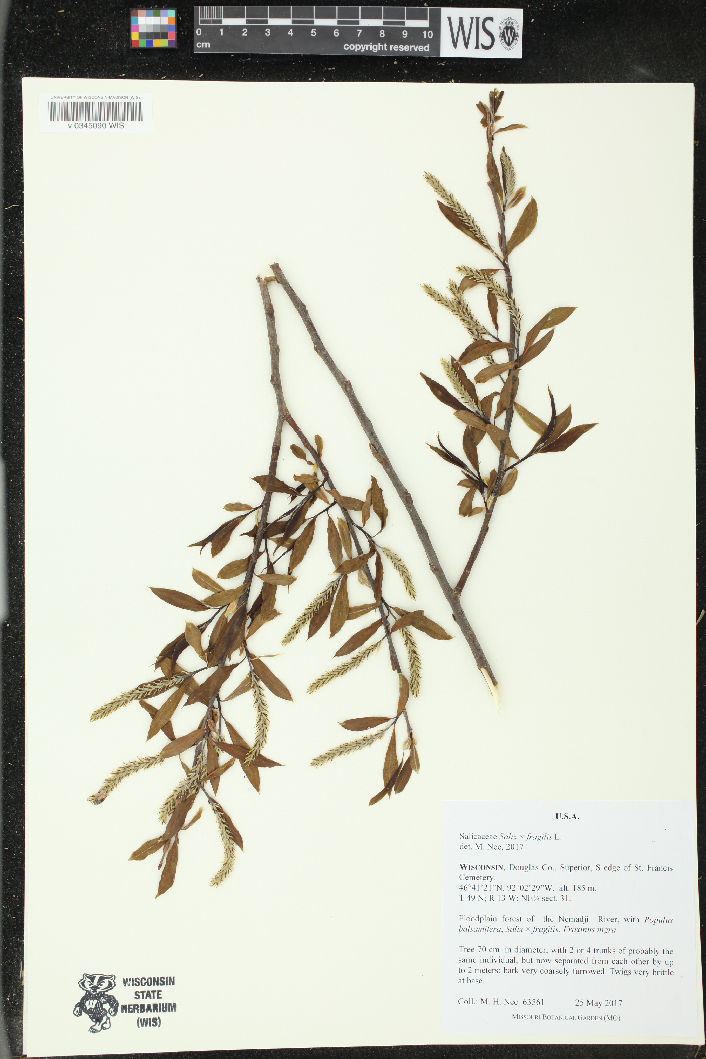 Salix x fragilis image
