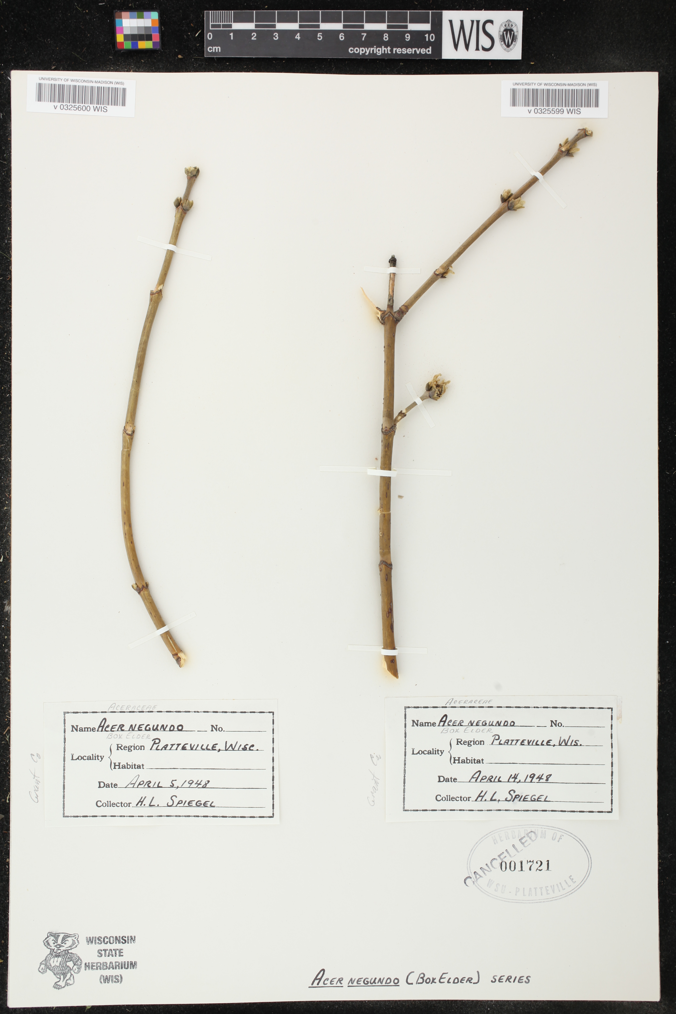 Acer negundo image
