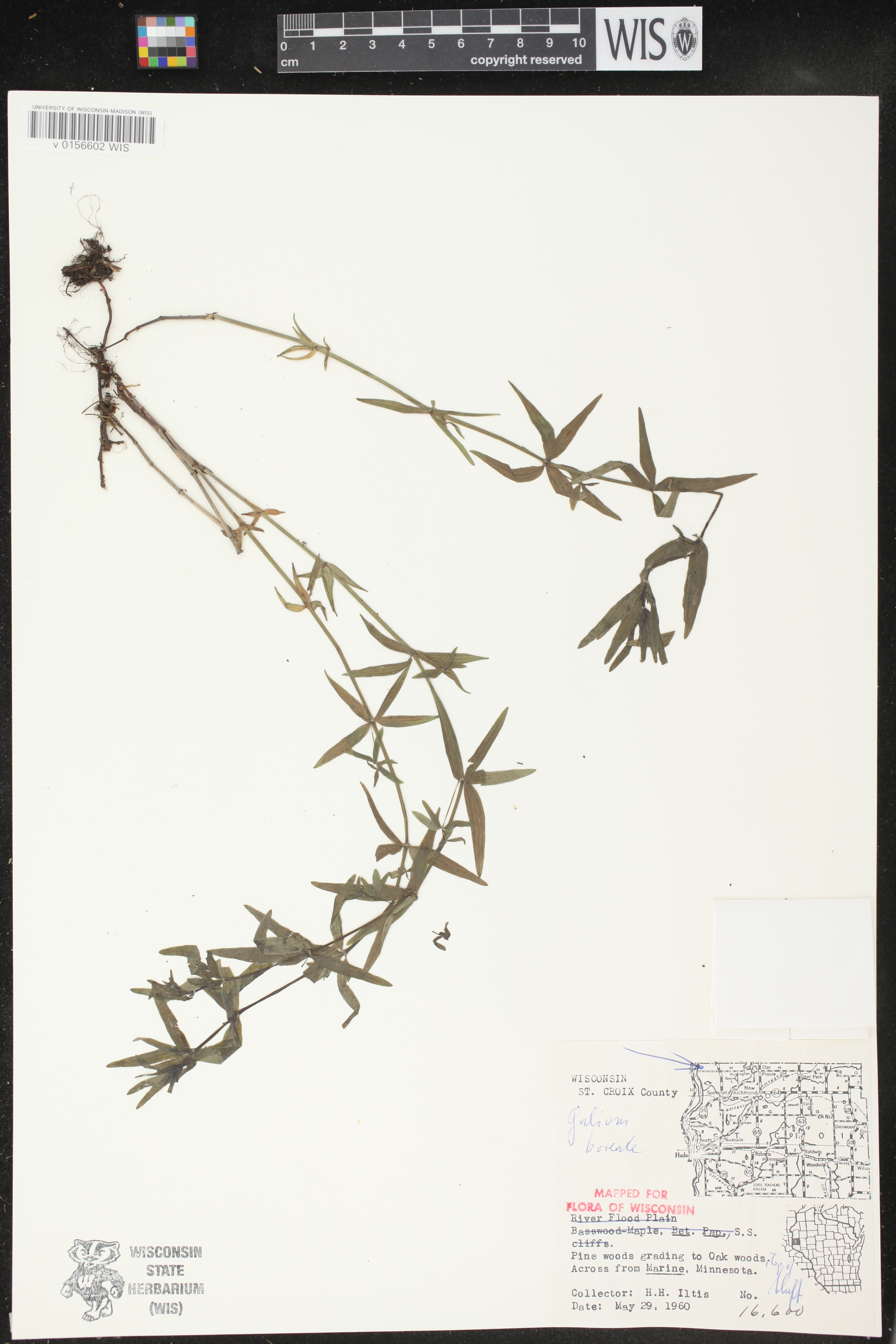 Galium boreale image