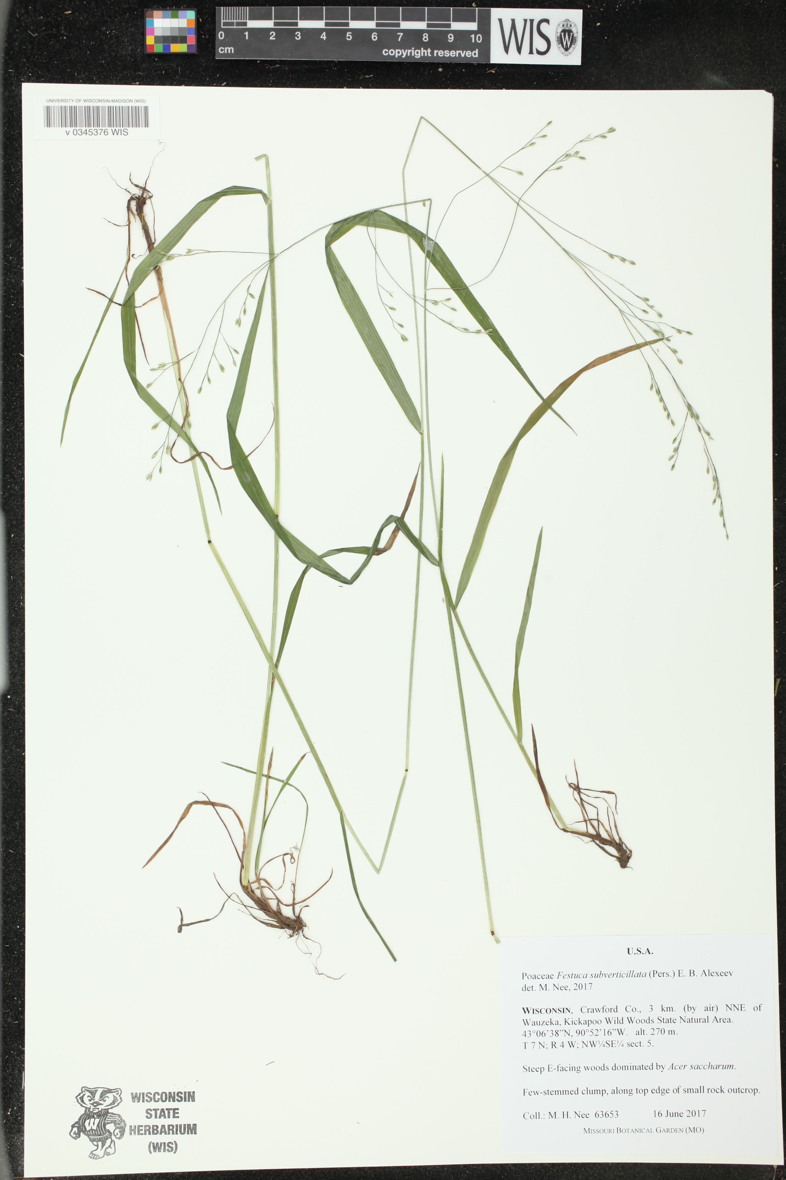 Festuca subverticillata image