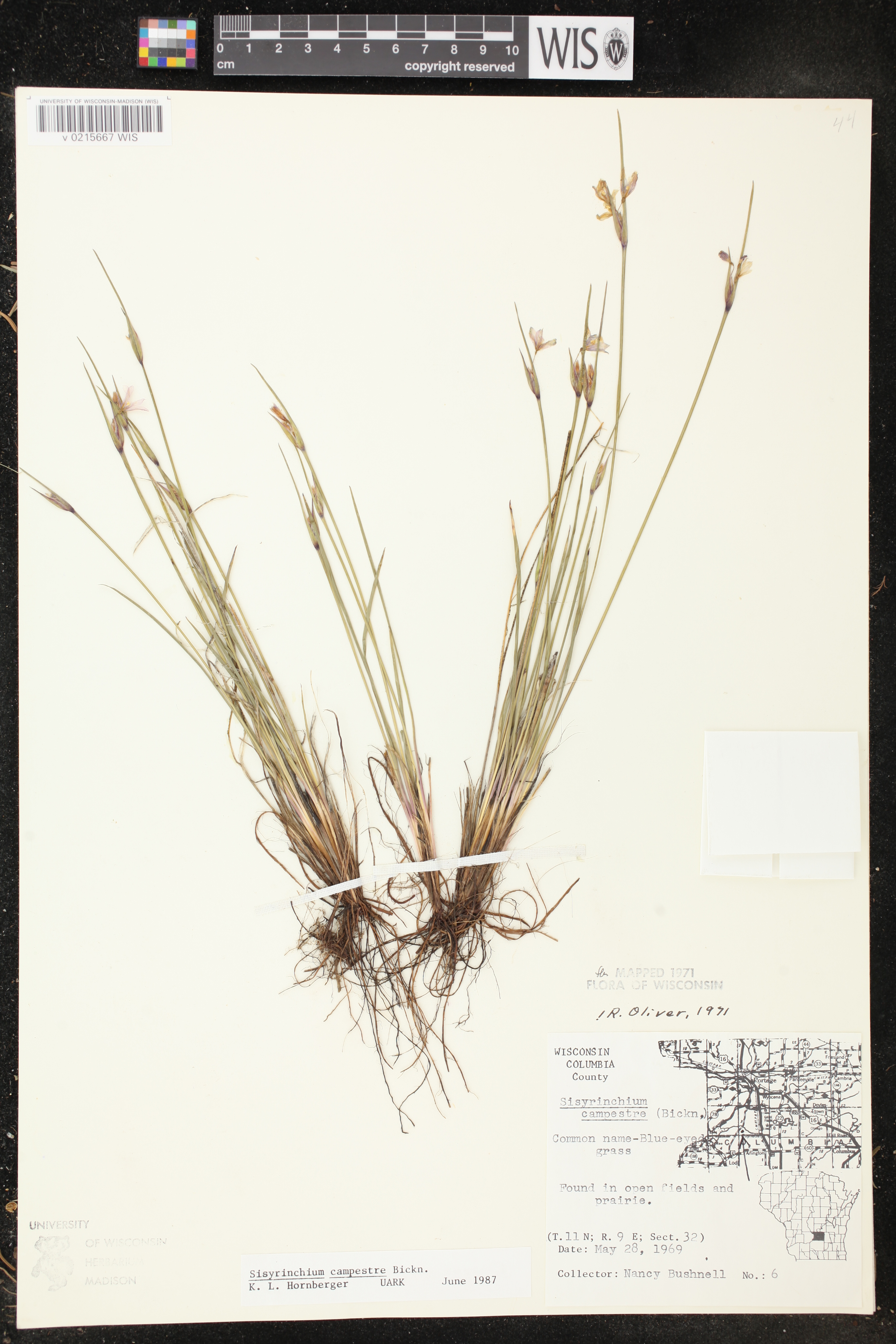 Sisyrinchium campestre image
