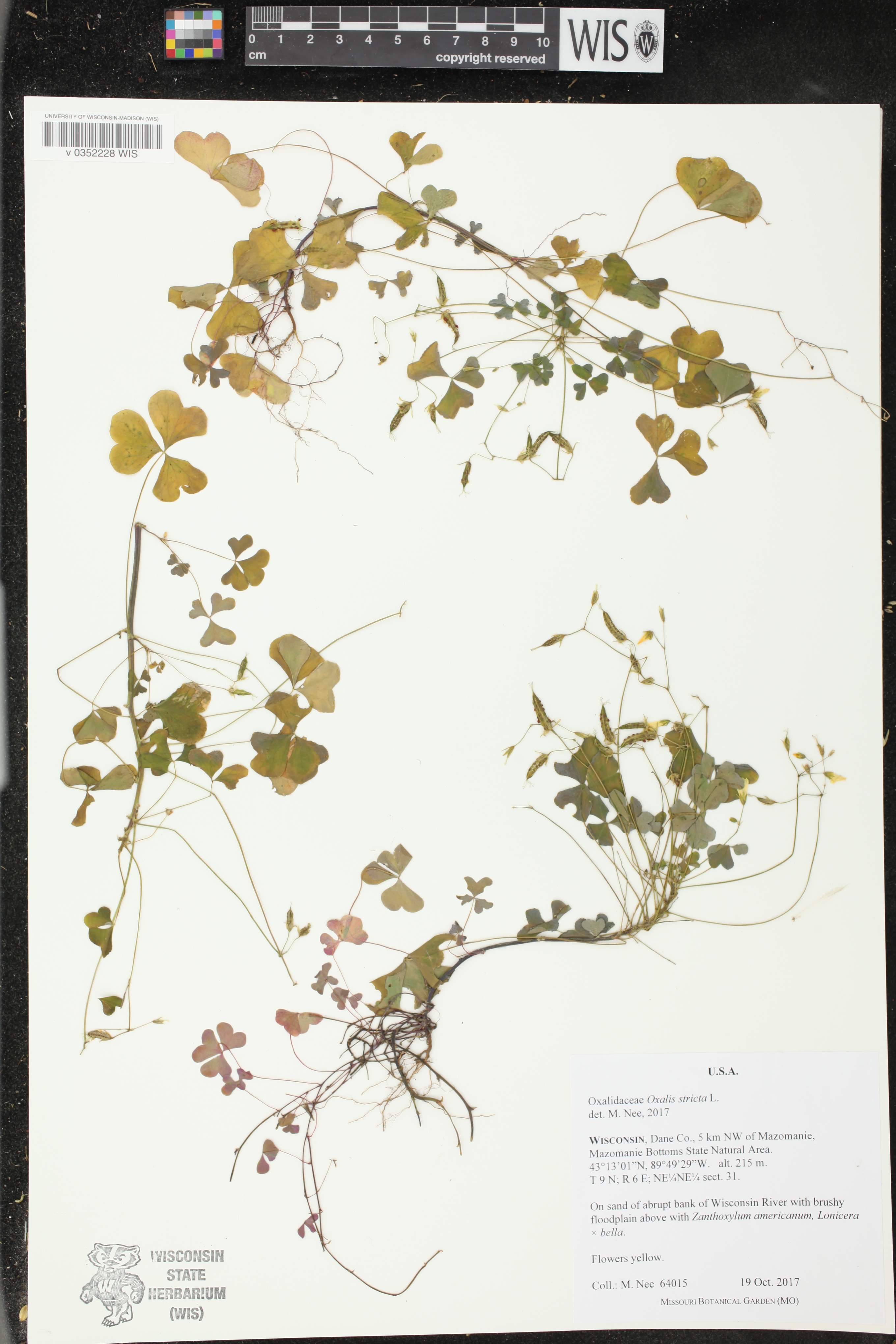 Oxalis stricta image