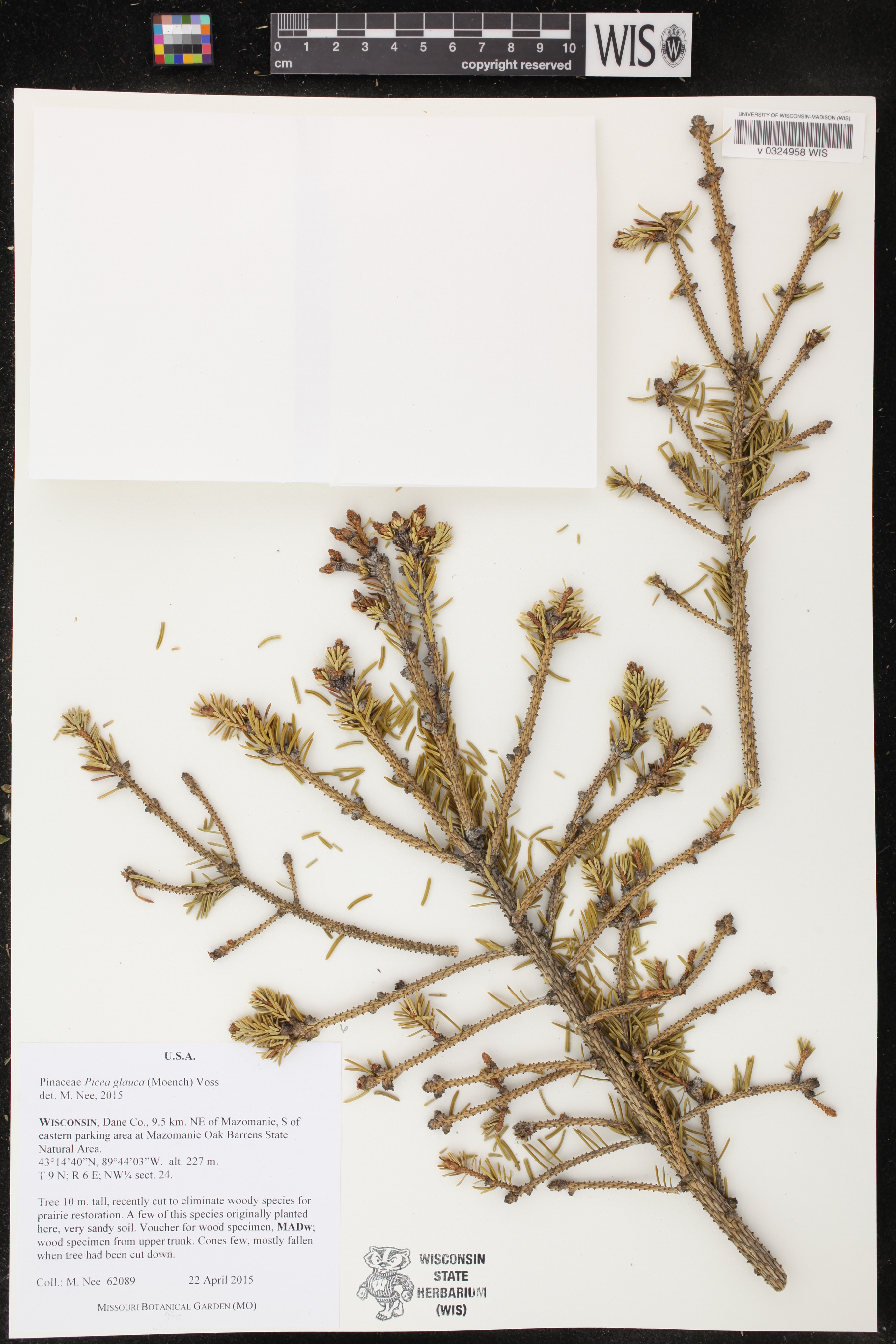 Picea glauca image