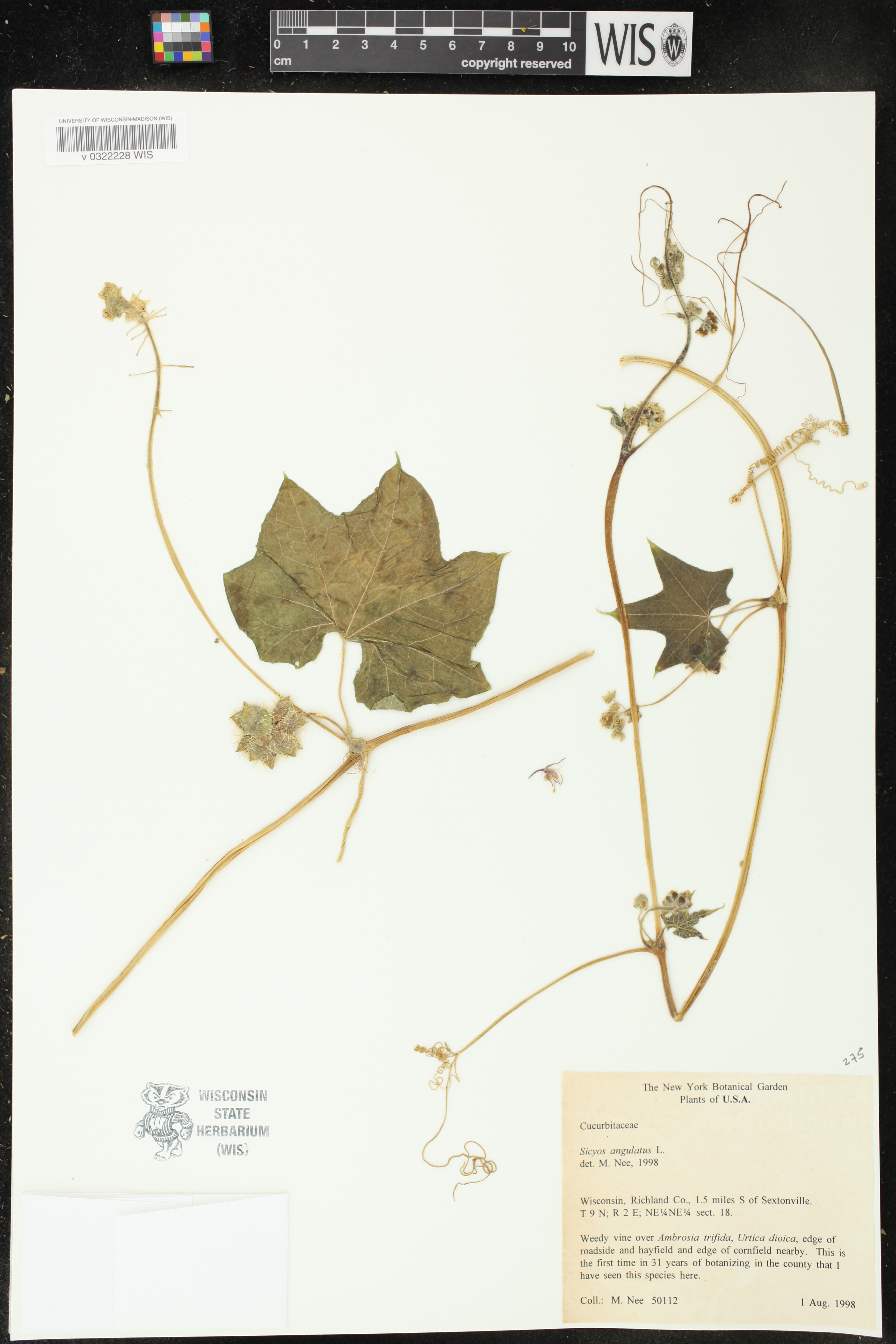 Sicyos angulatus image