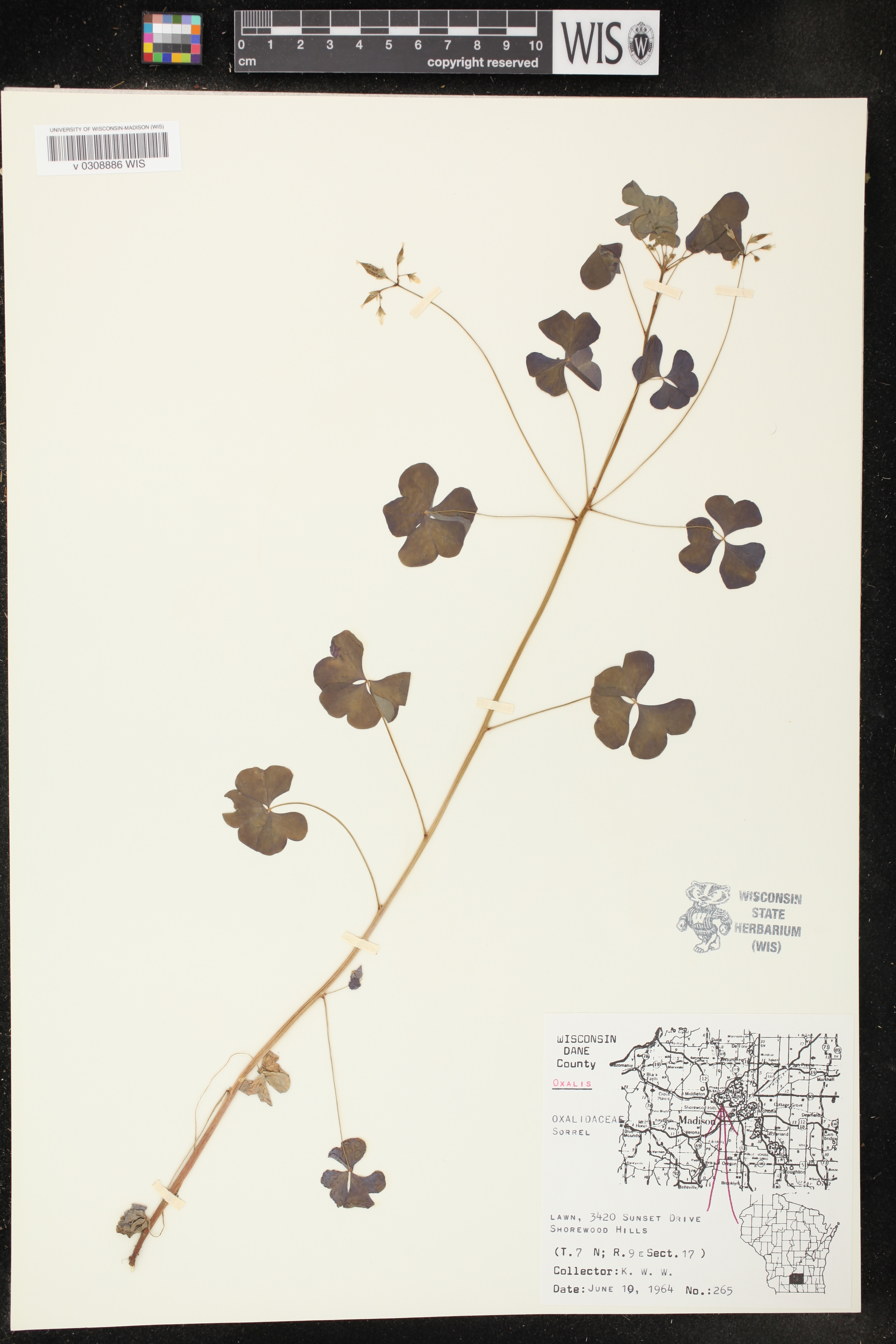 Oxalis stricta image