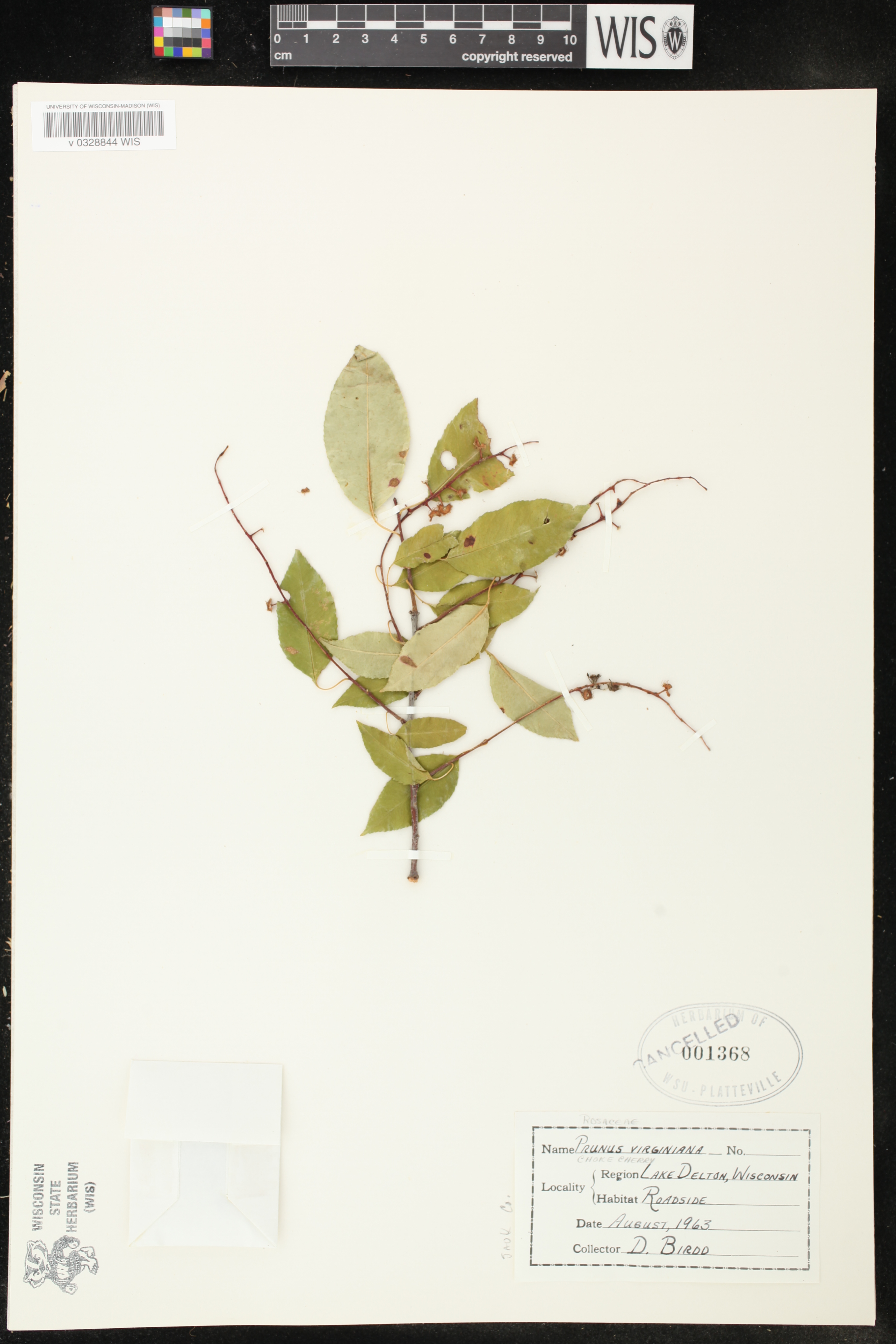 Prunus serotina image