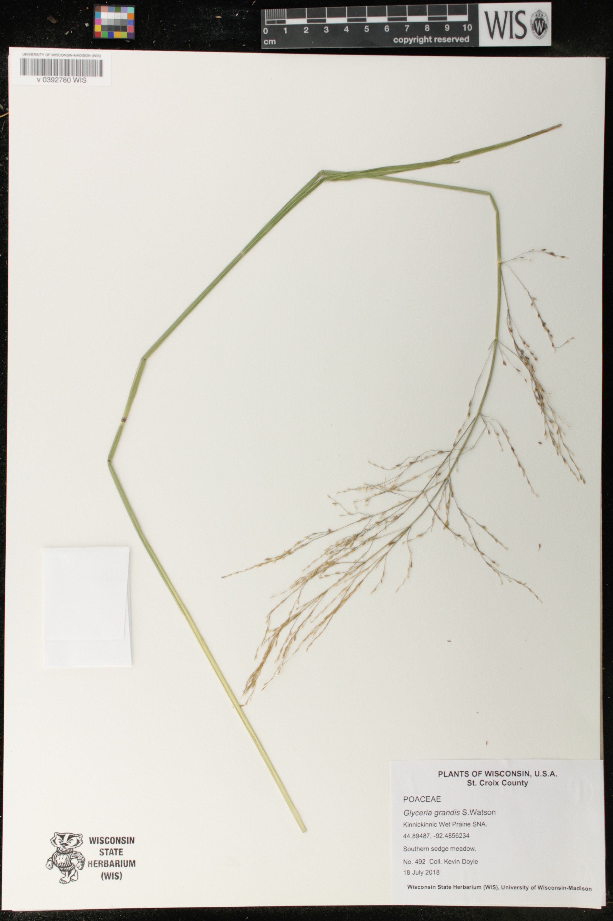 Glyceria grandis image