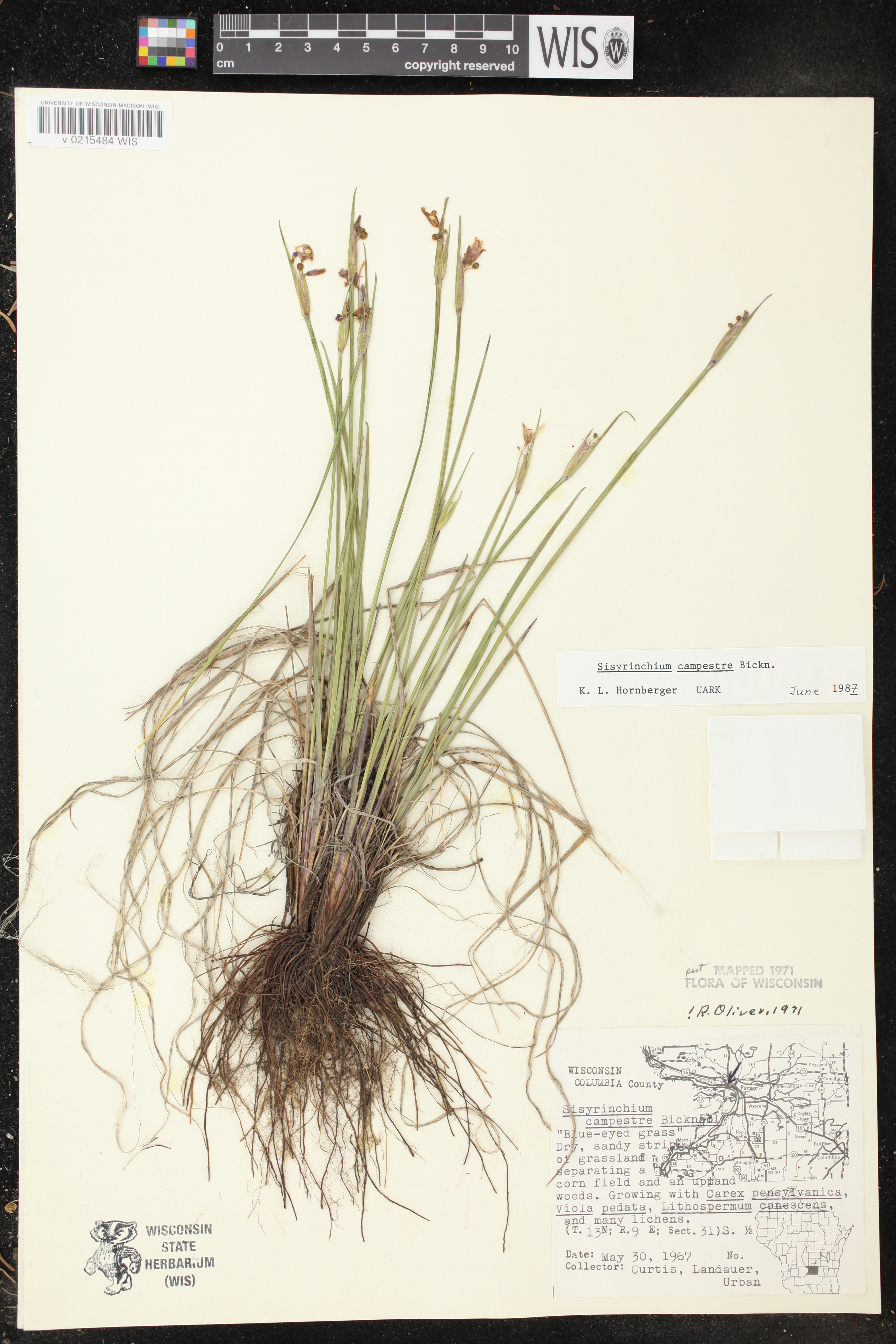 Sisyrinchium campestre image