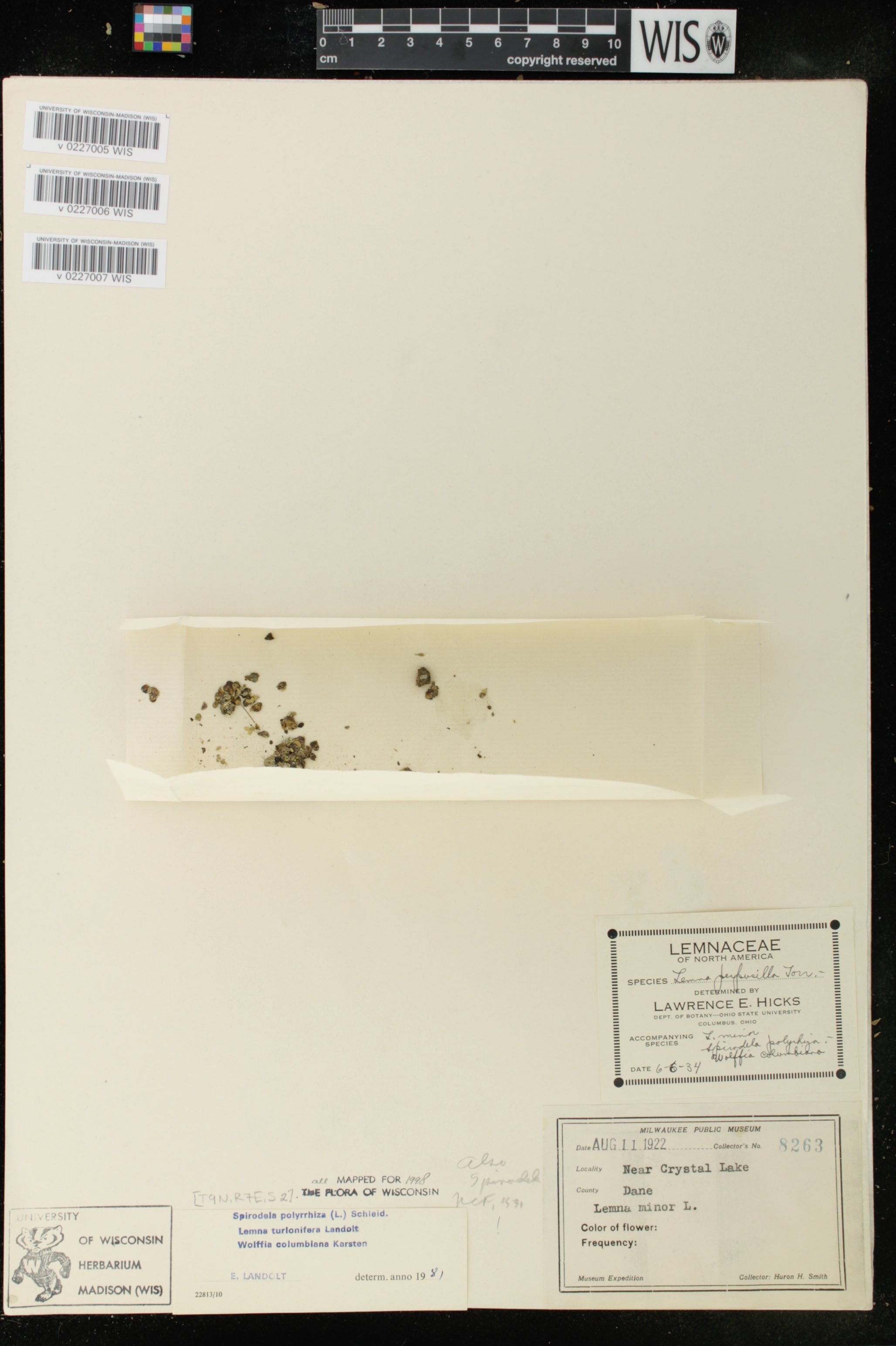 Spirodela polyrrhiza image
