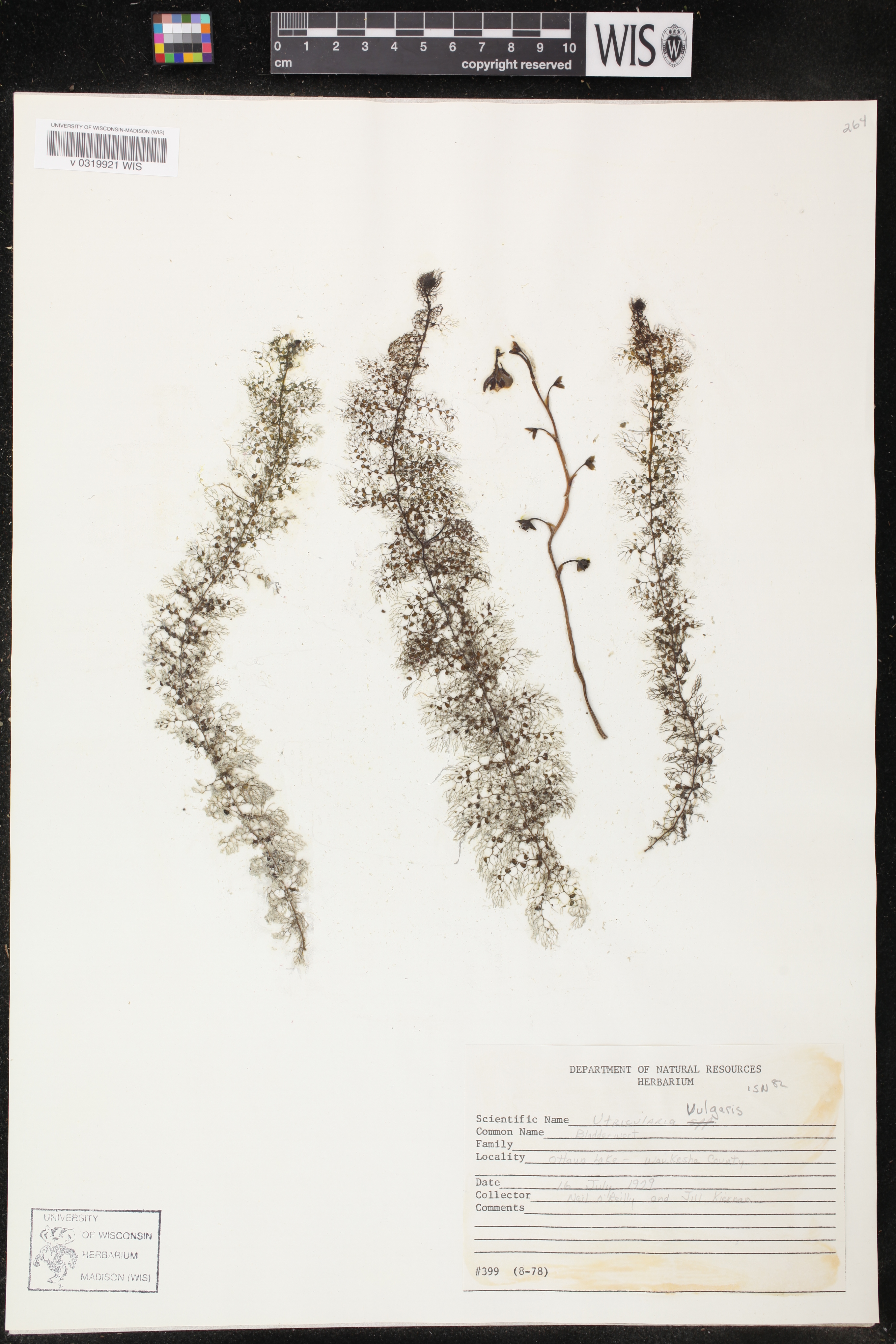 Utricularia vulgaris image
