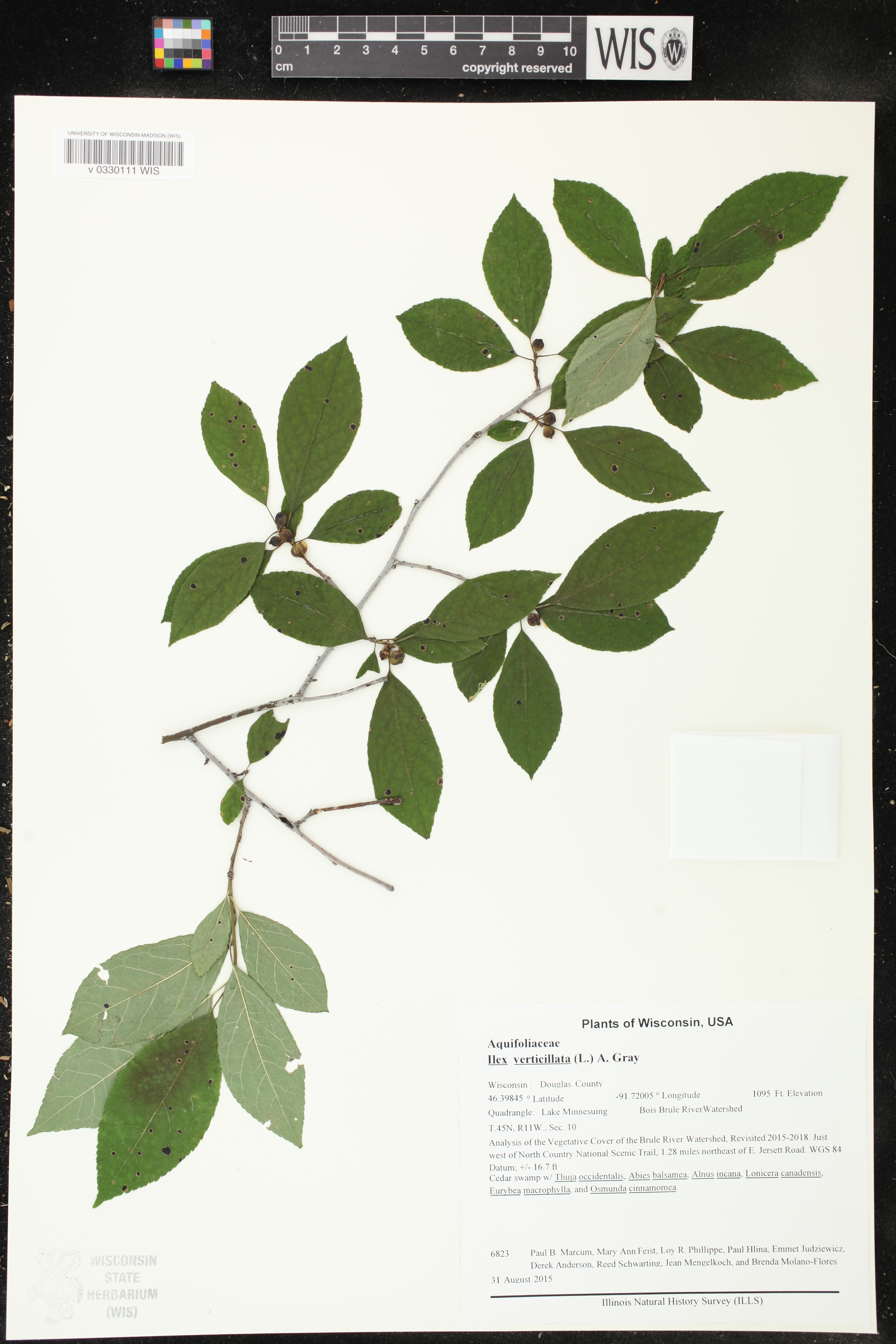 Ilex verticillata image