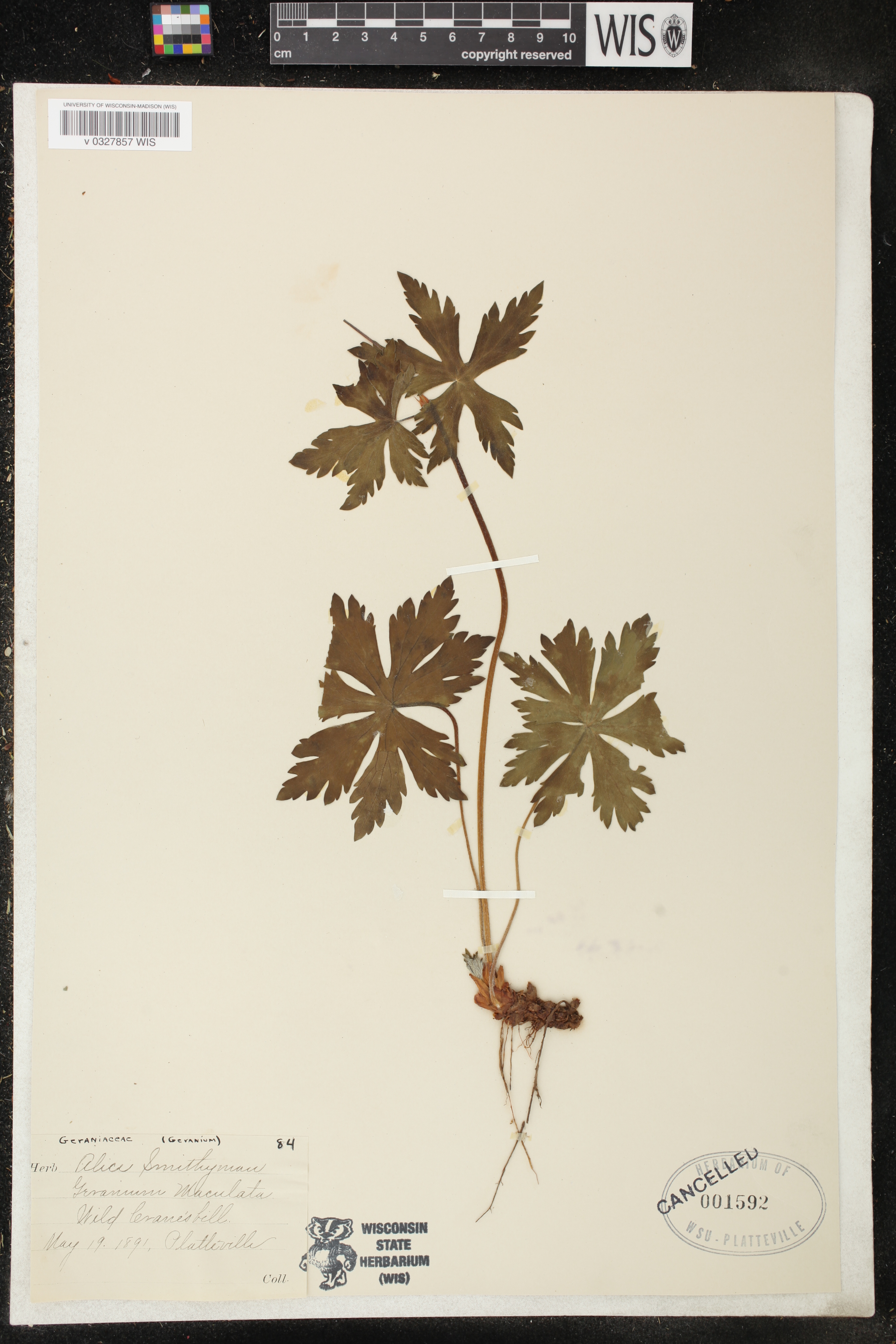 Geranium maculatum image
