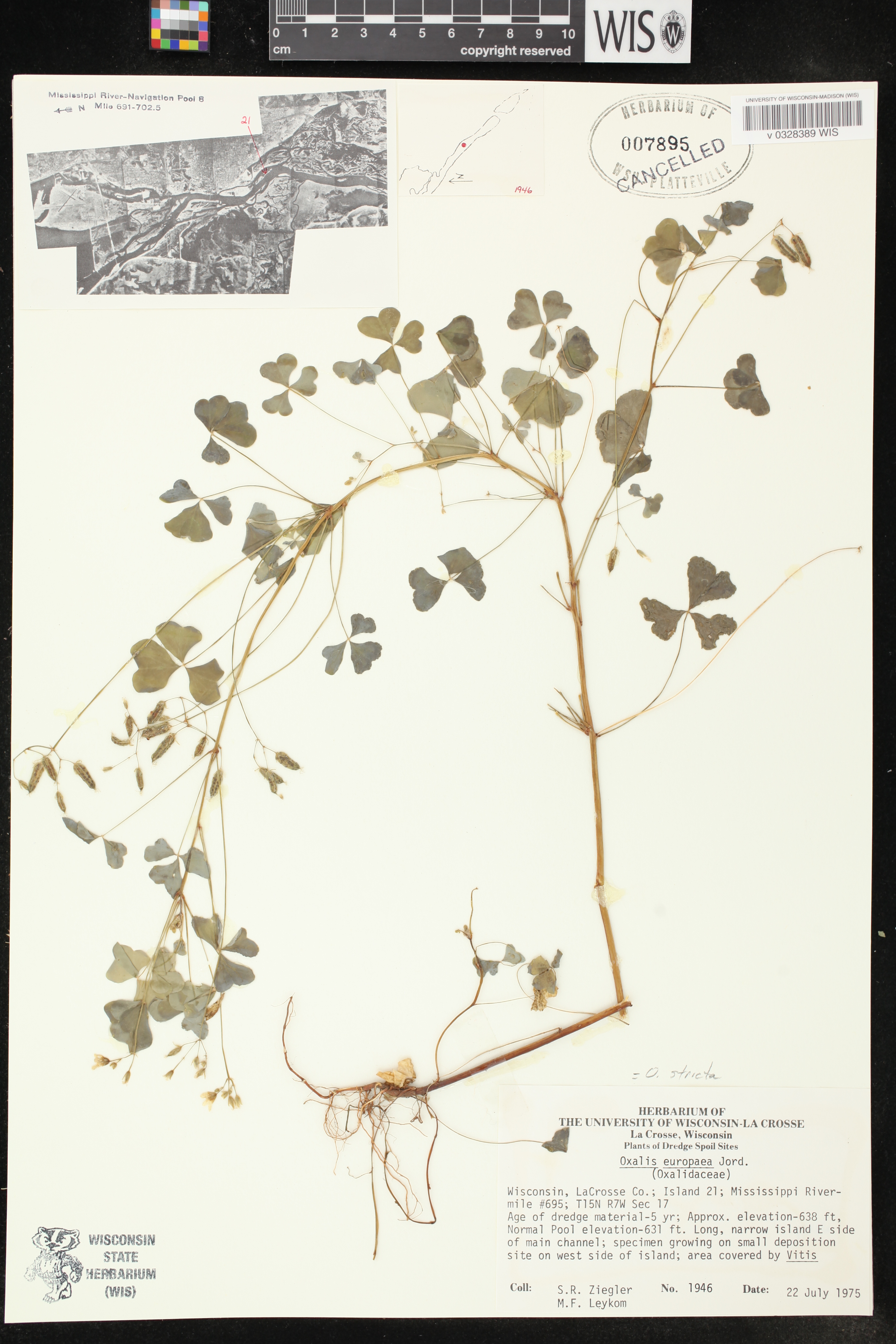 Oxalis stricta image