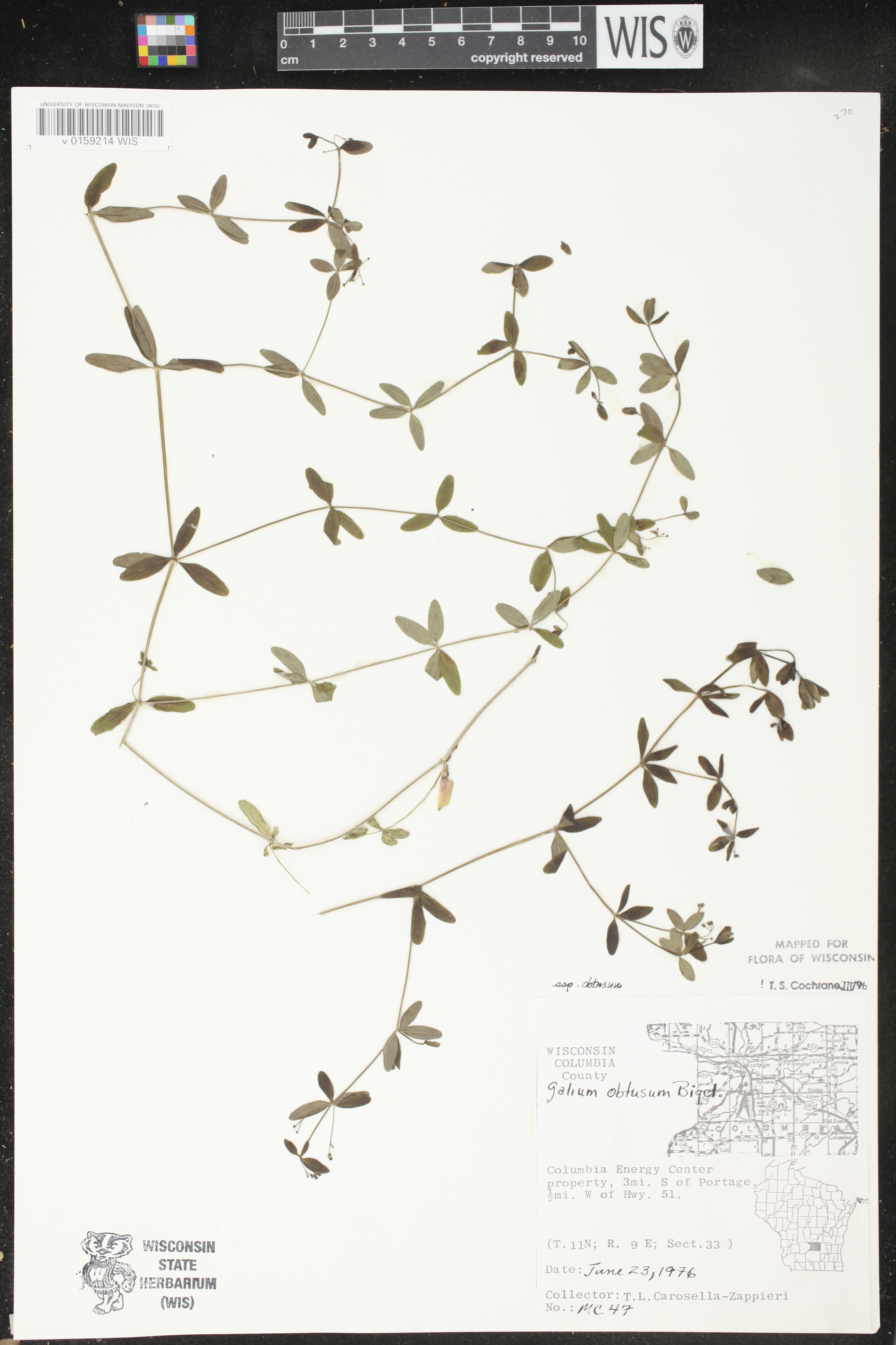 Galium obtusum subsp. obtusum image