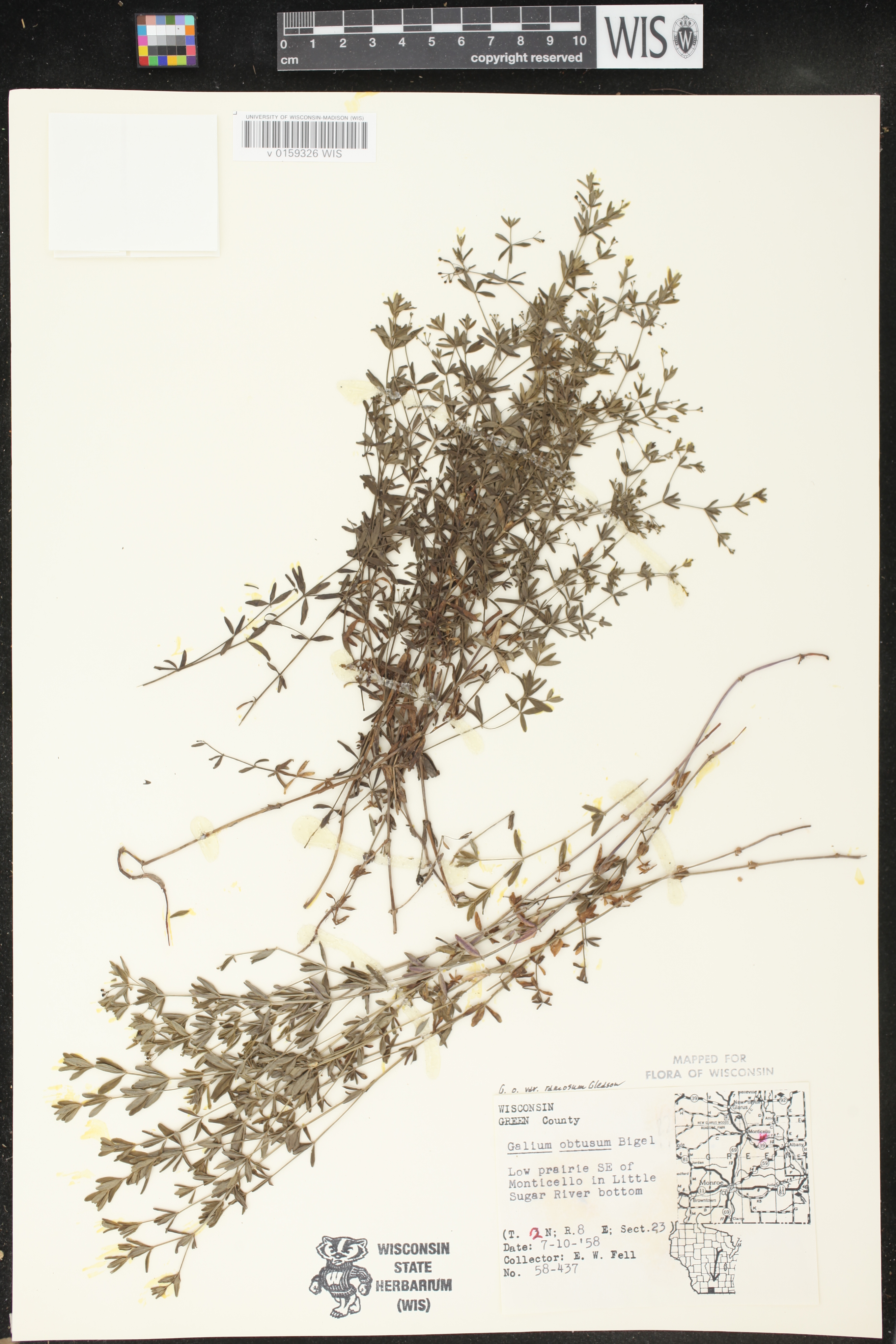 Galium obtusum subsp. obtusum image