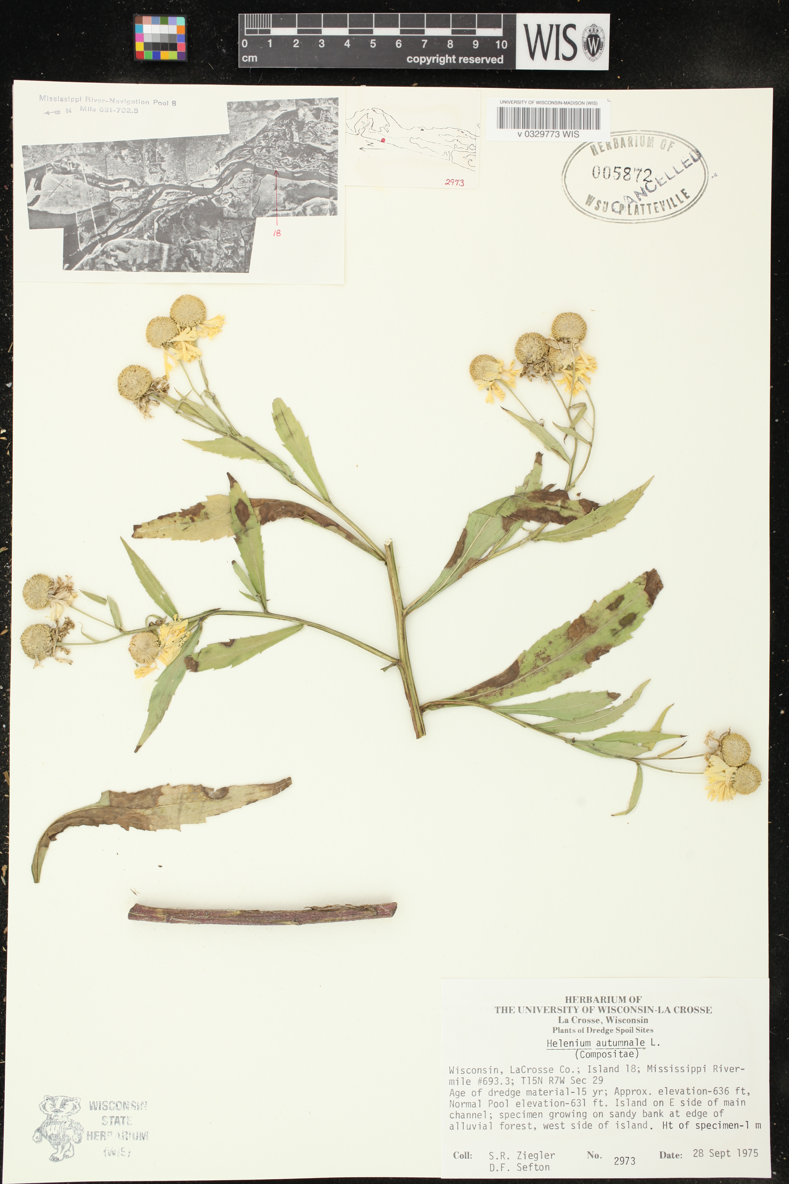 Helenium autumnale image