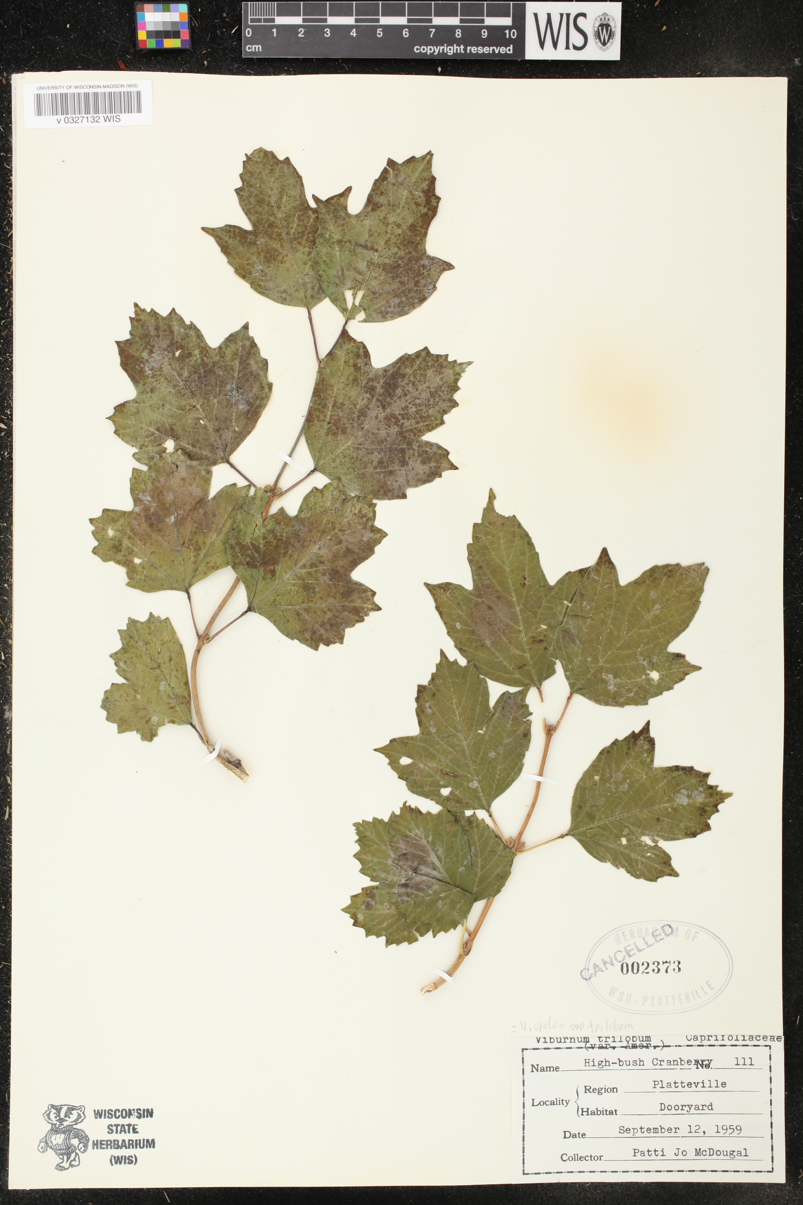 Viburnum trilobum image