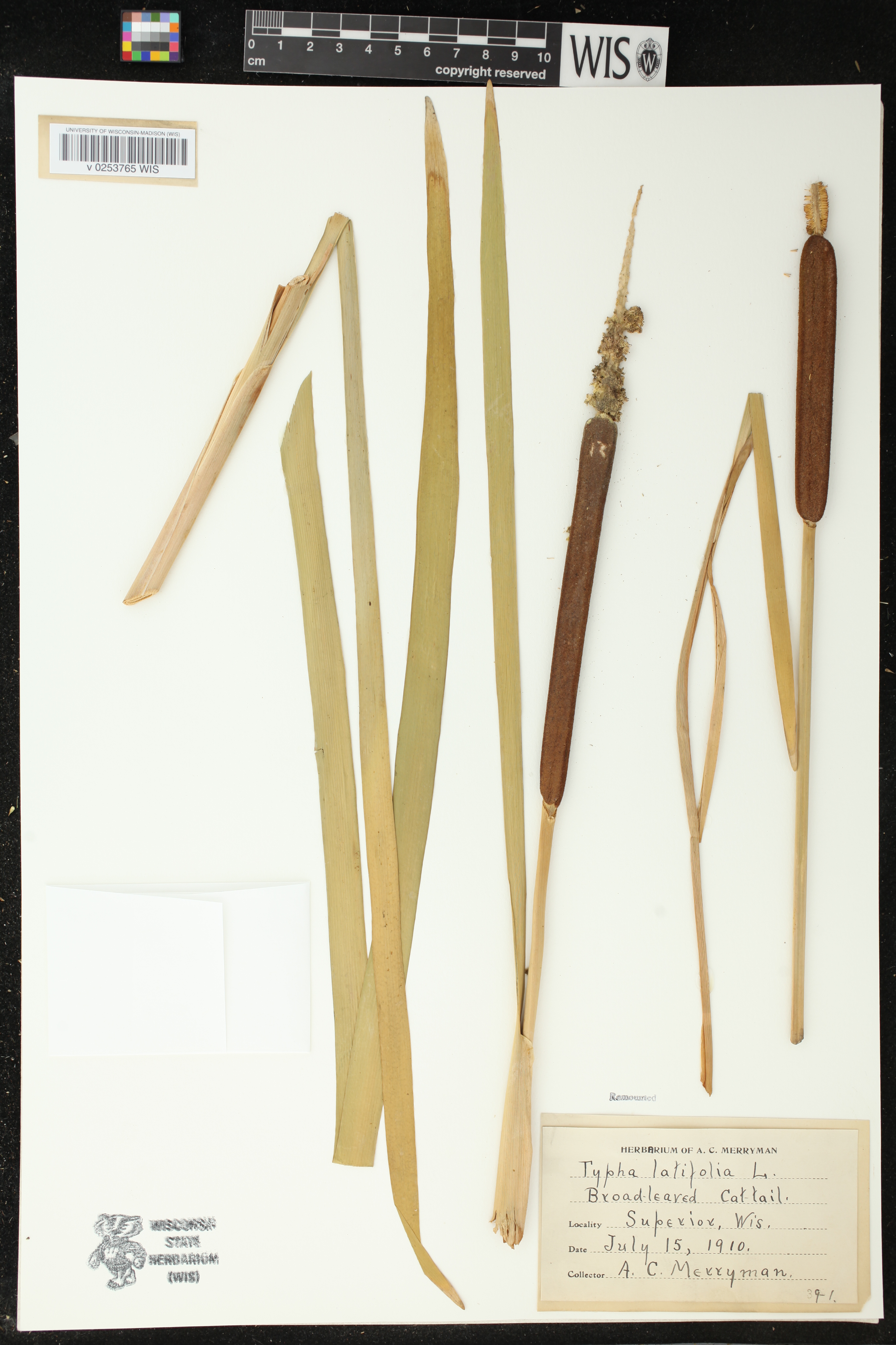 Typha latifolia image