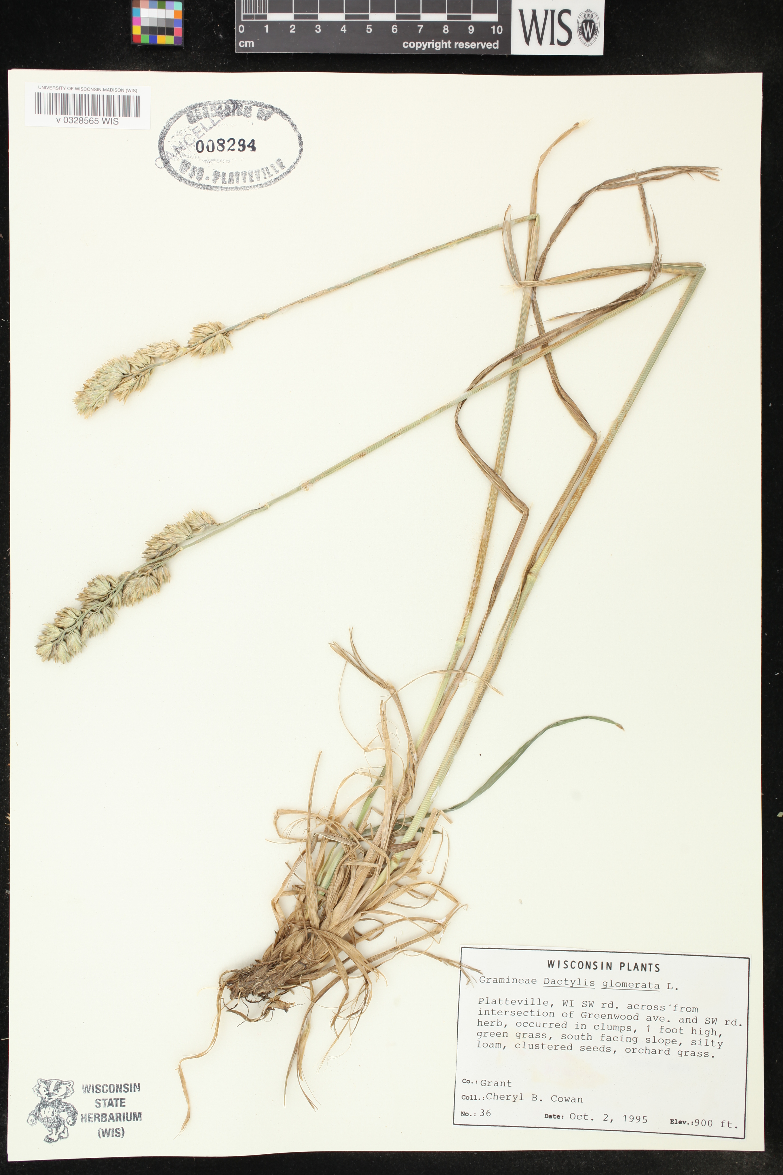 Dactylis glomerata image