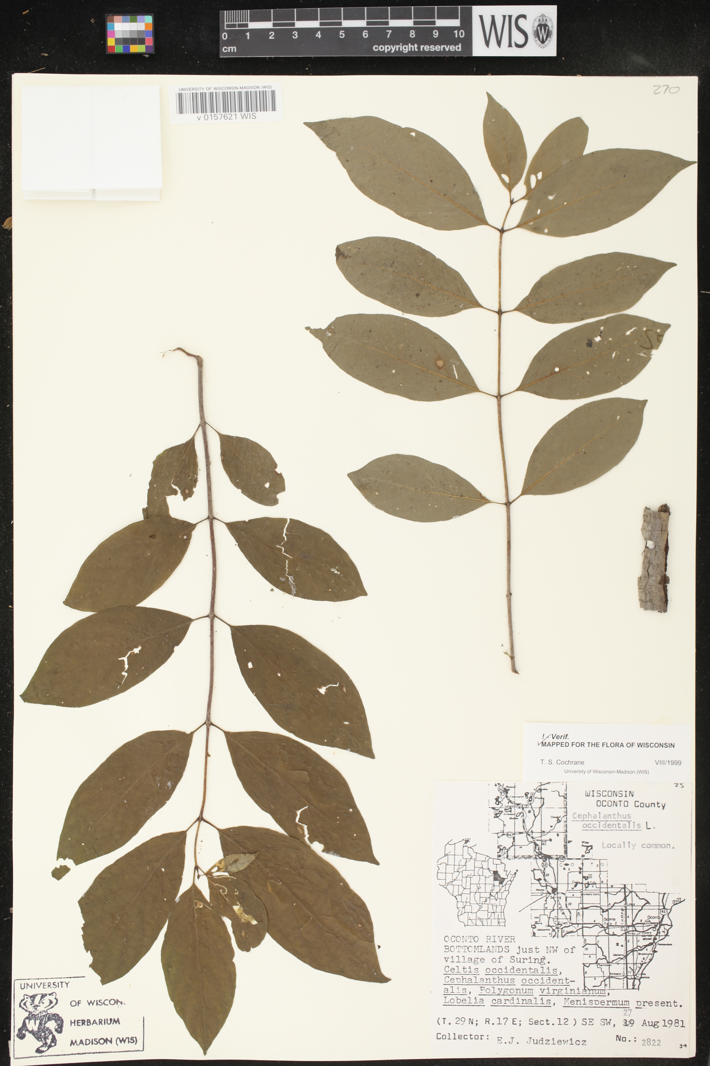 Cephalanthus occidentalis image