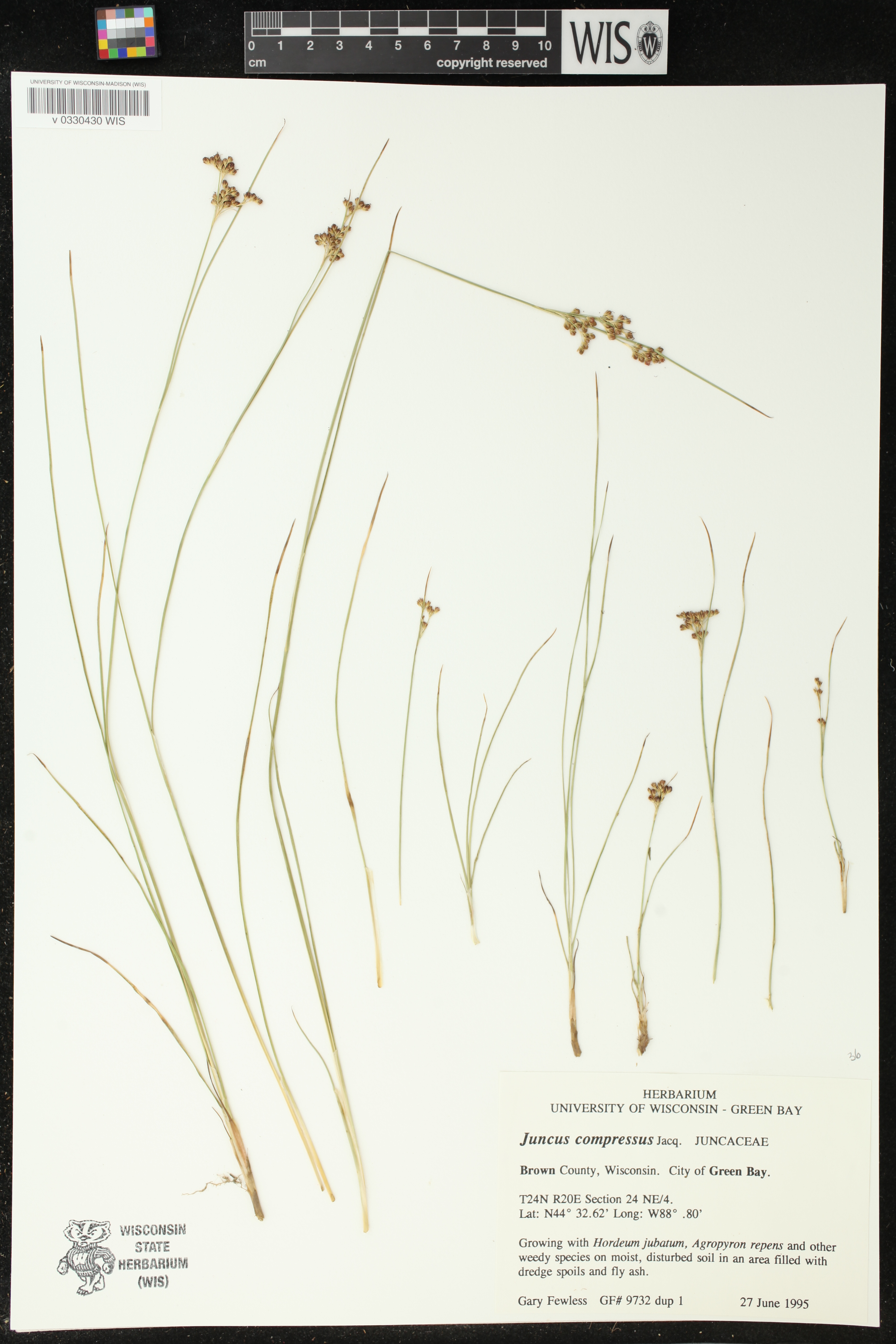 Juncus compressus image