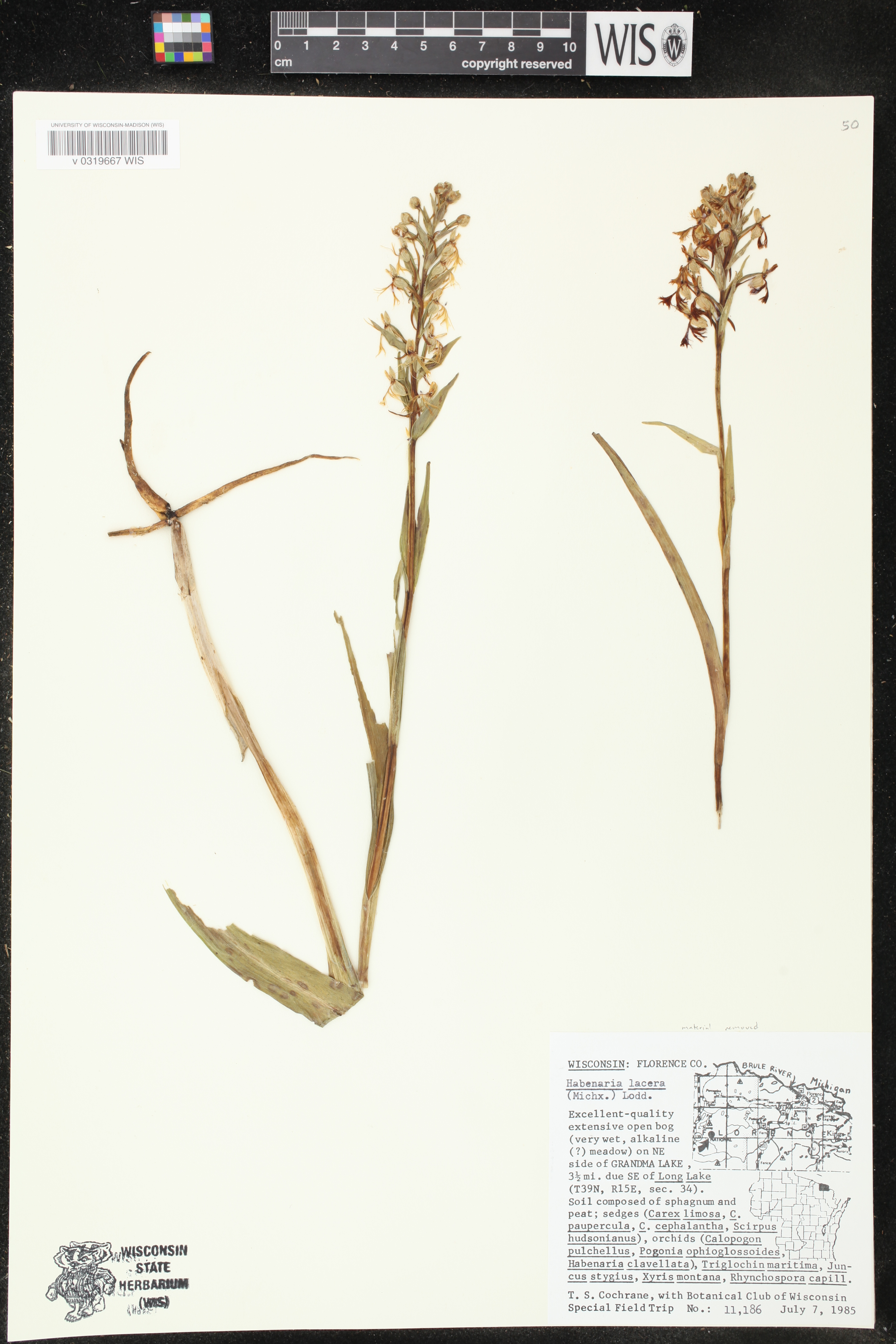 Platanthera lacera image