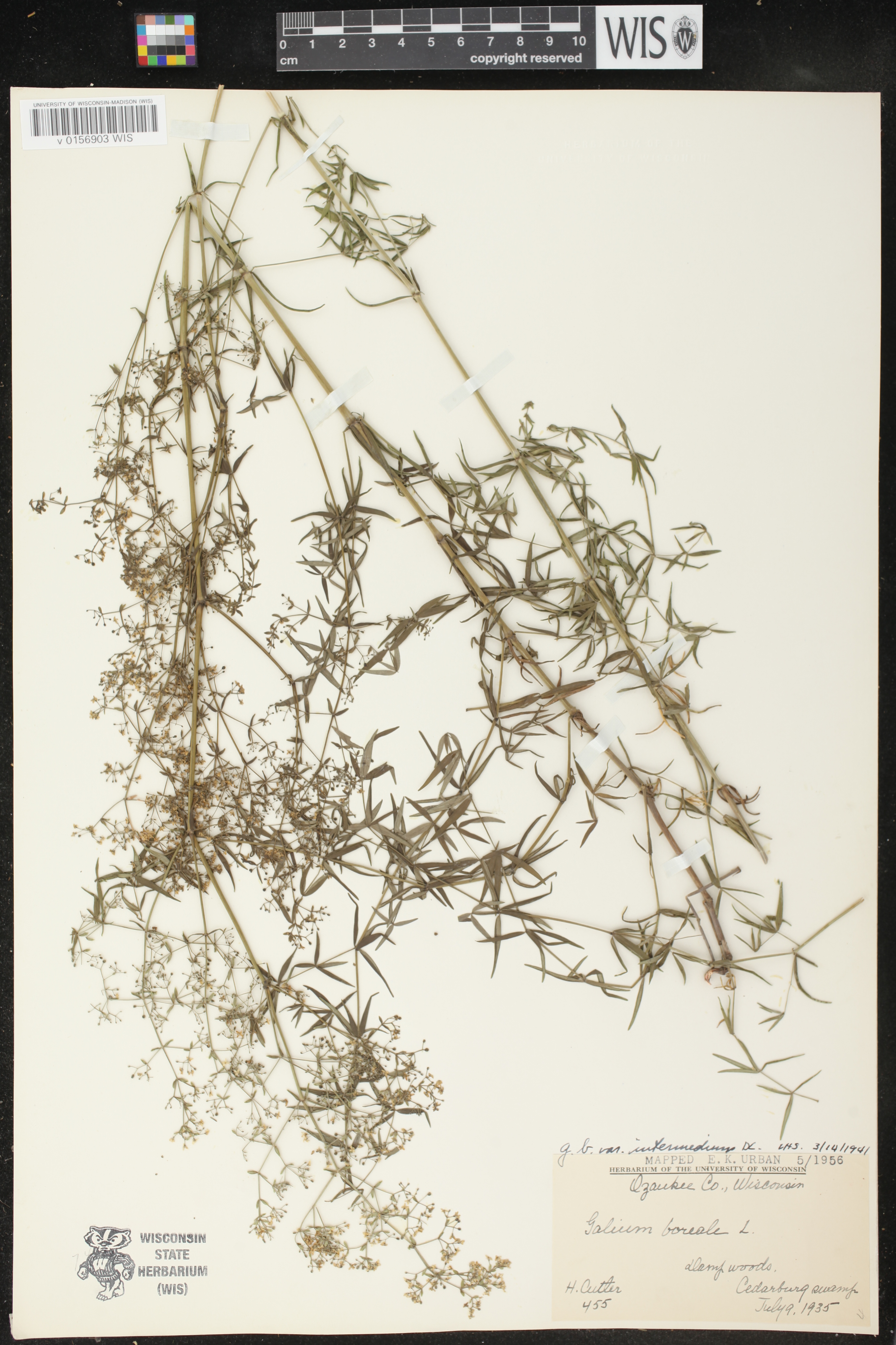 Galium boreale image