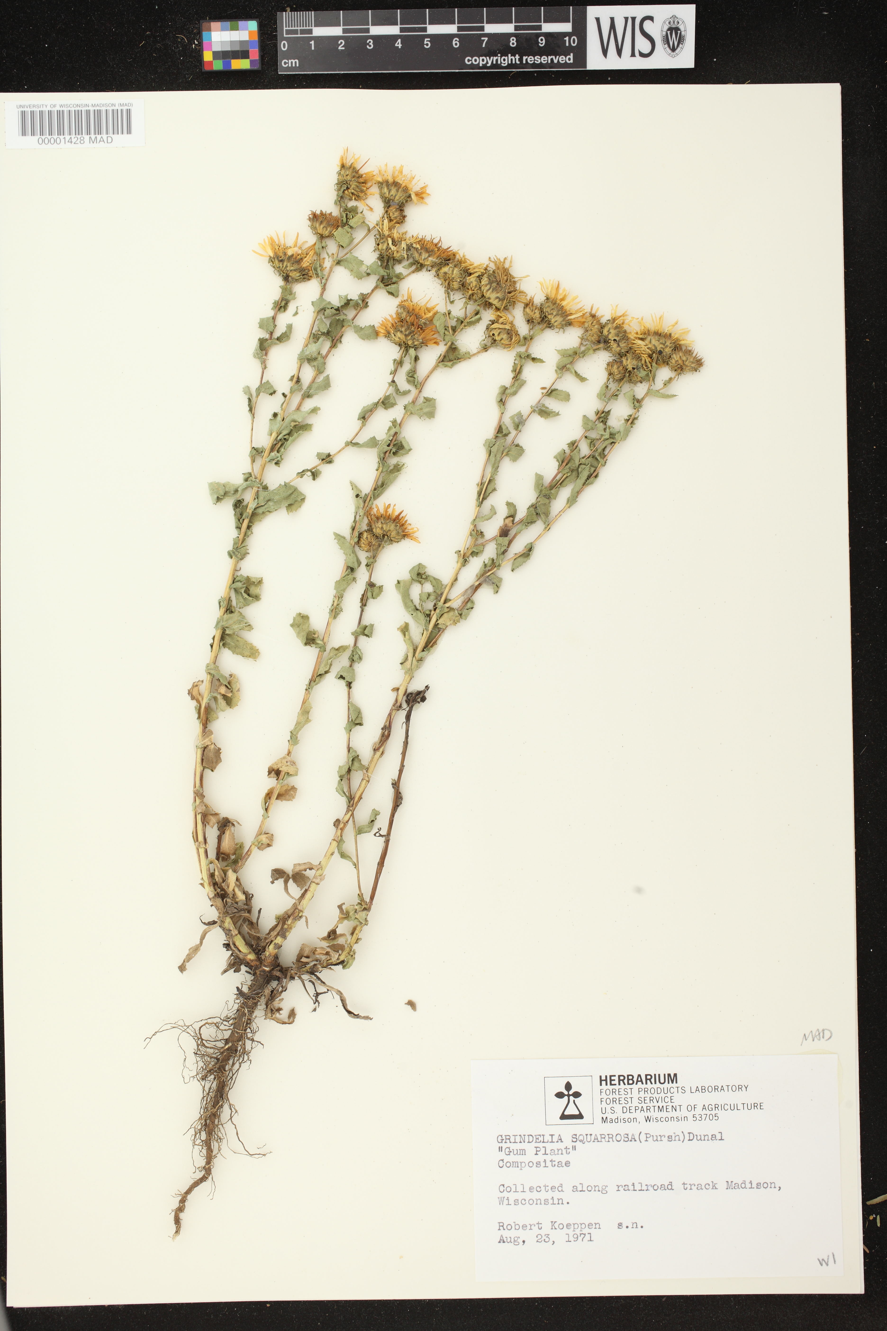 Grindelia squarrosa image
