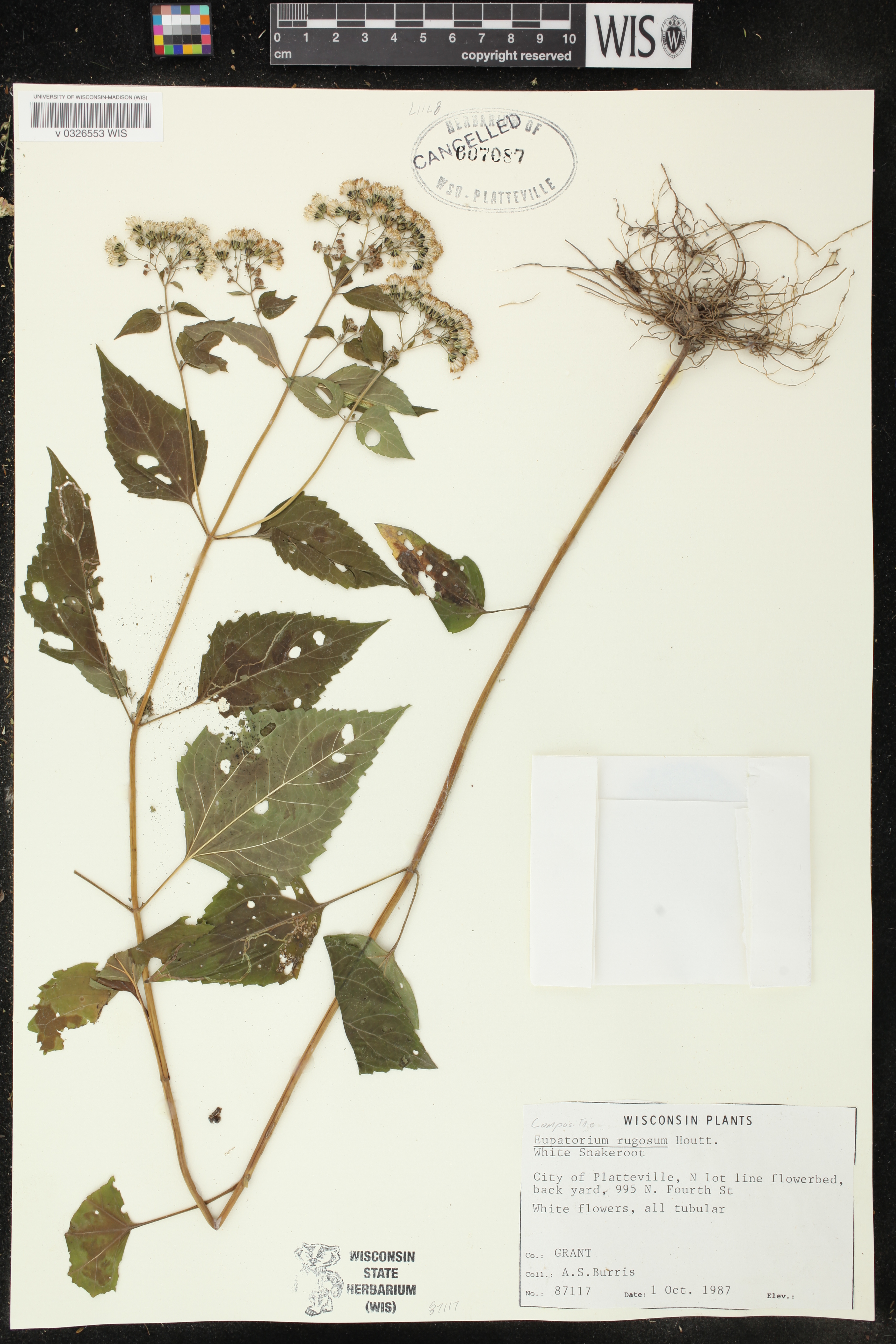 Ageratina altissima subsp. altissima image