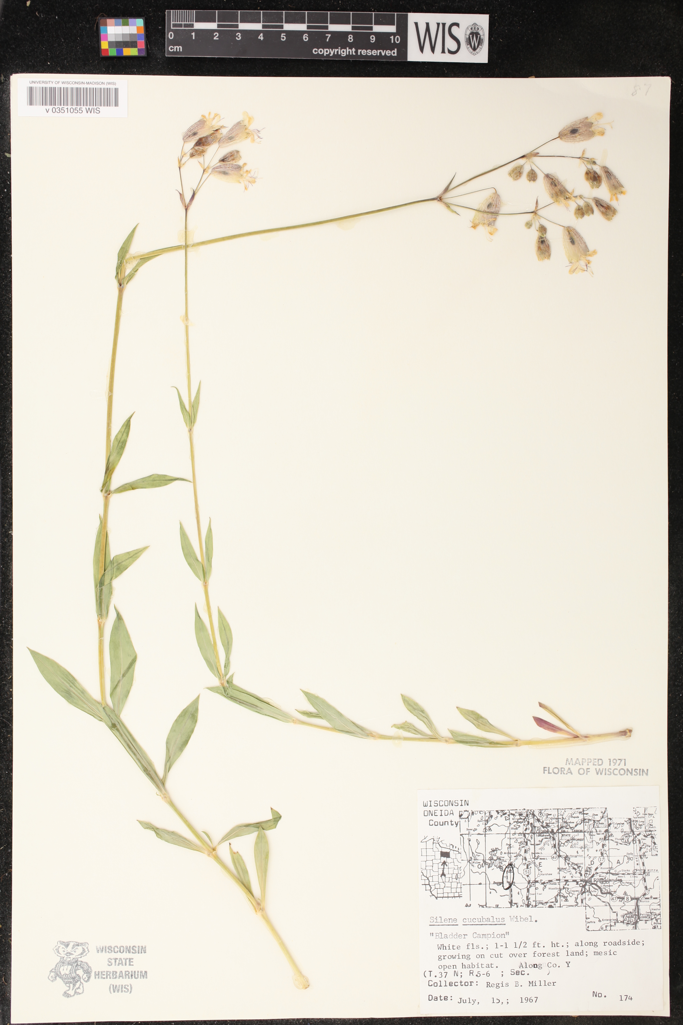 Silene vulgaris image
