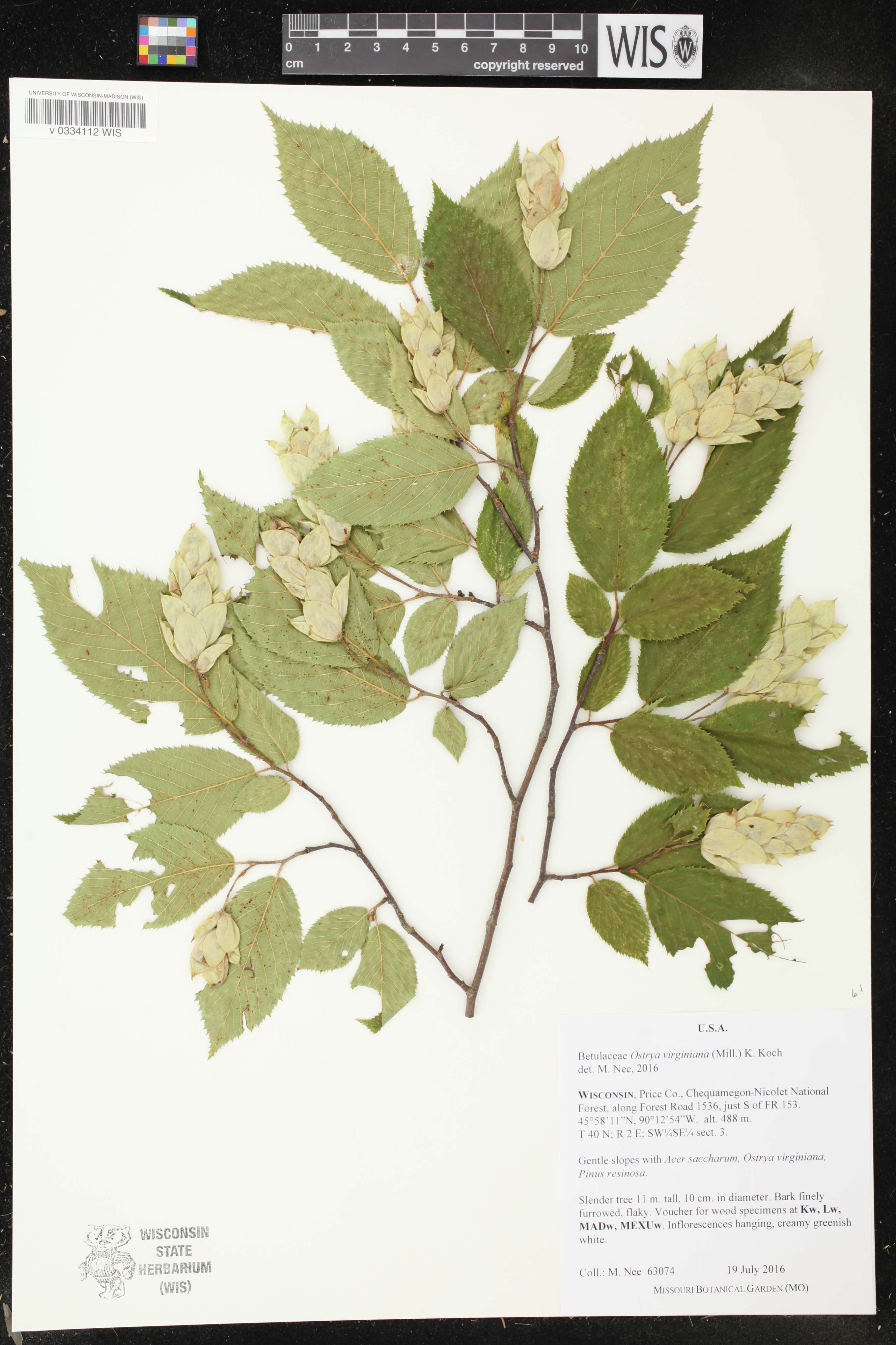 Ostrya virginiana image