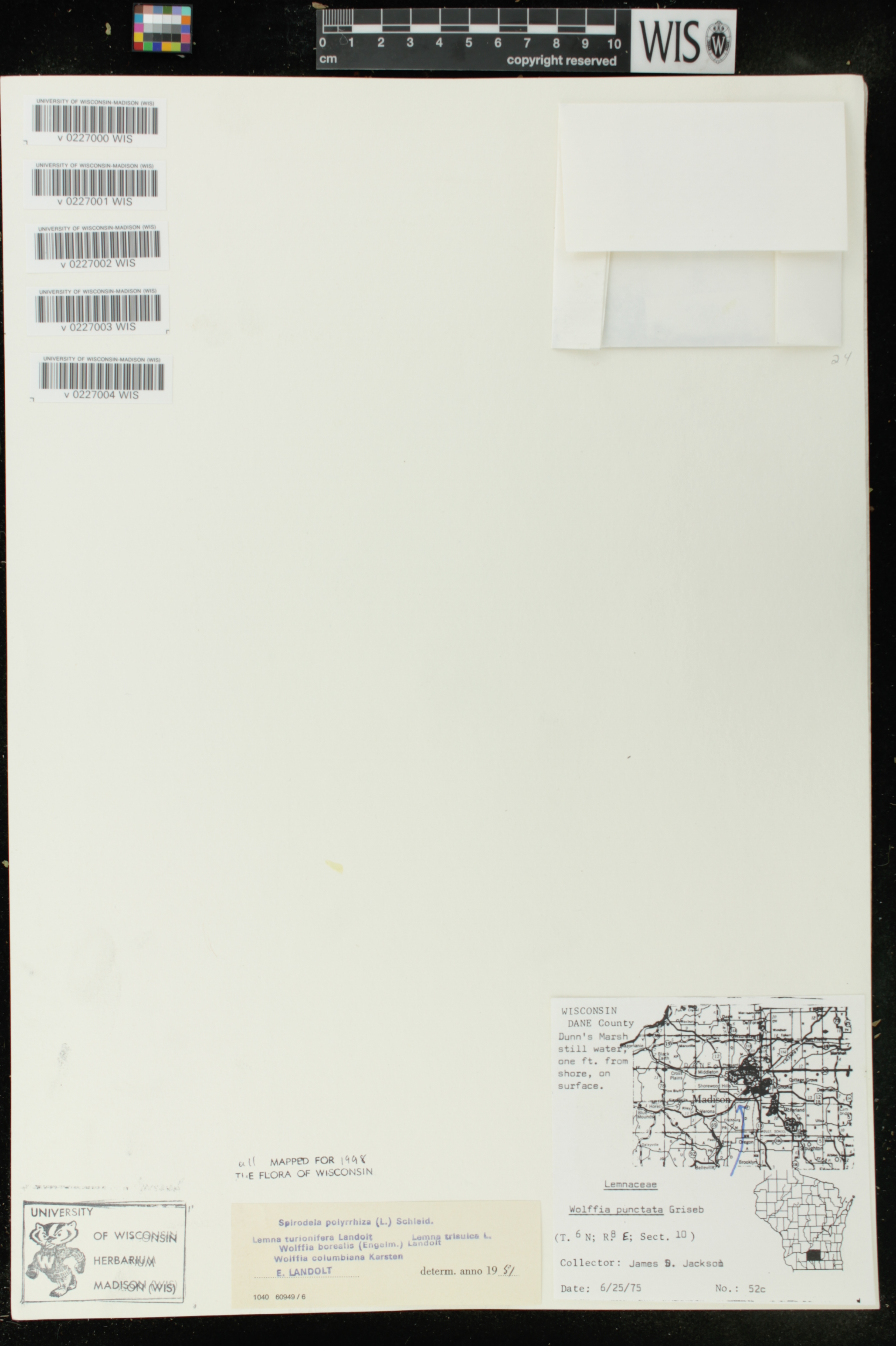 Spirodela polyrrhiza image