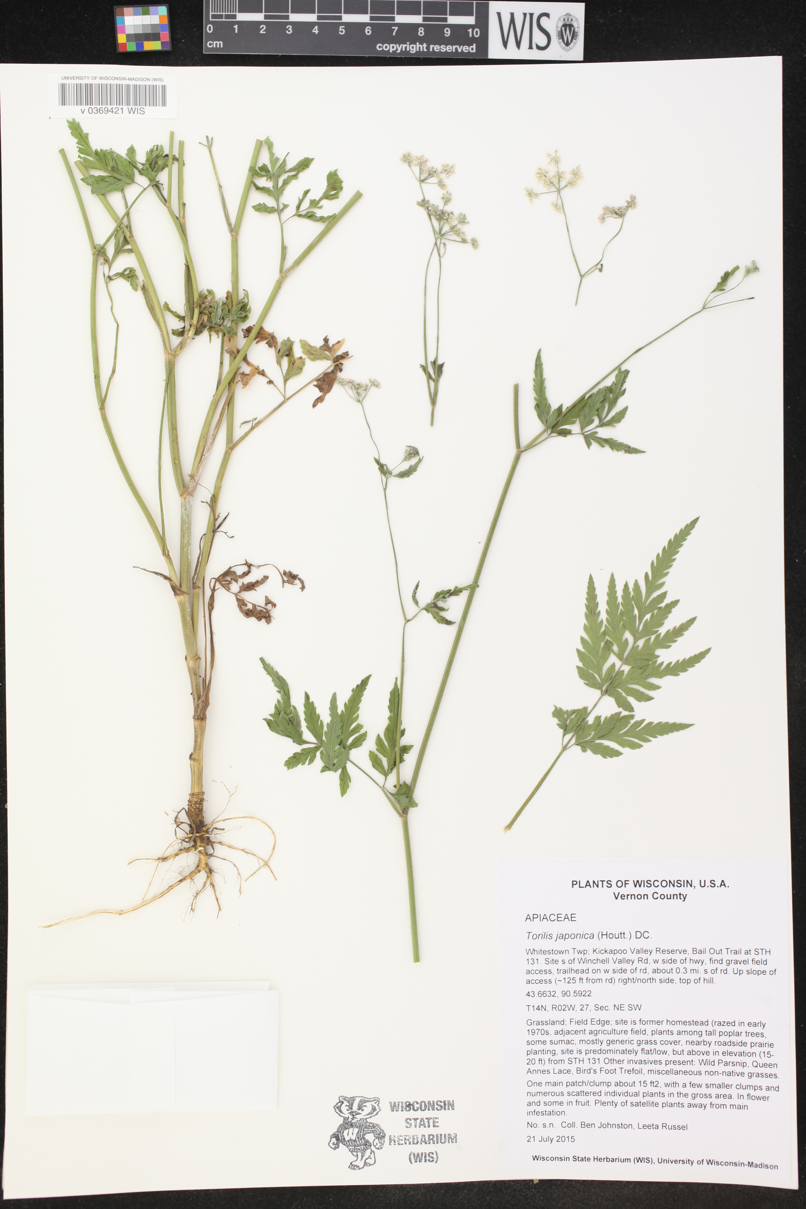 Torilis japonica image