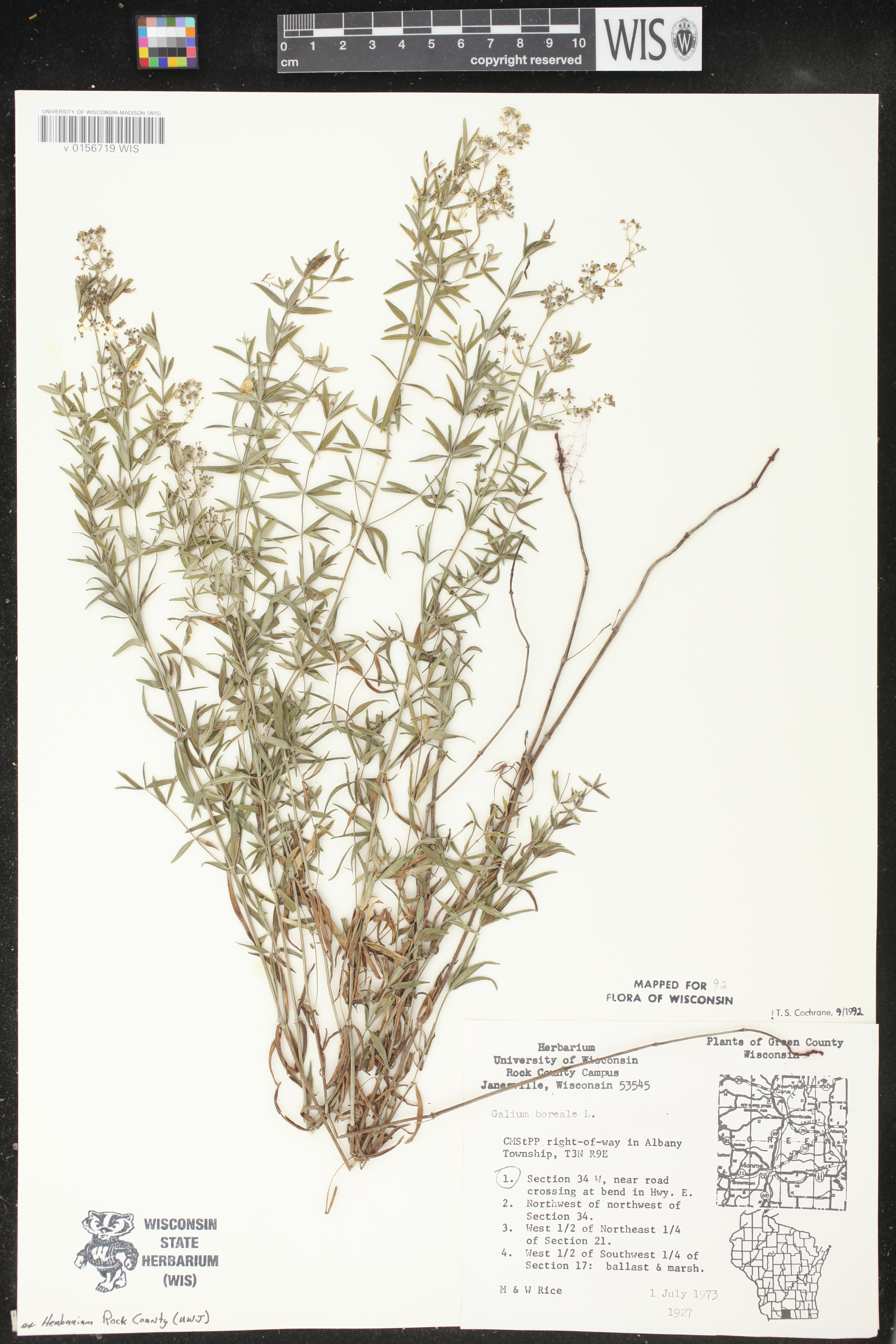 Galium boreale image