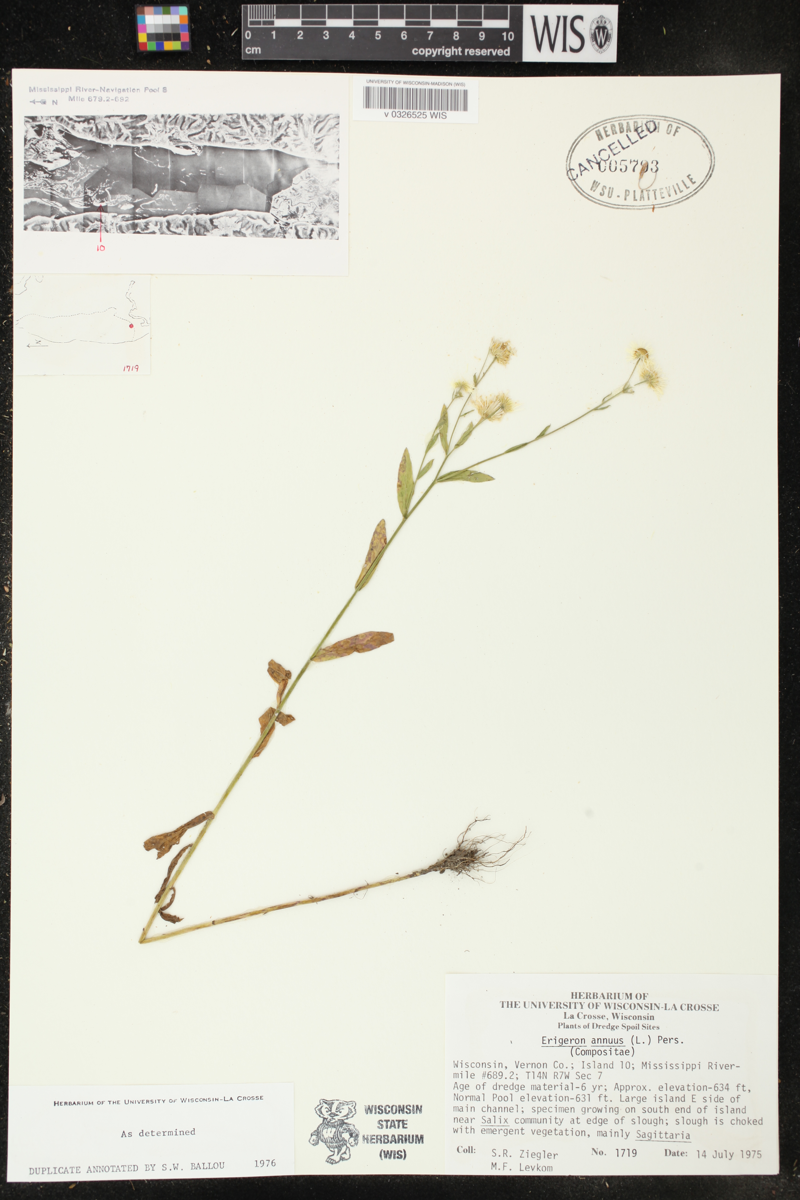 Erigeron annuus image