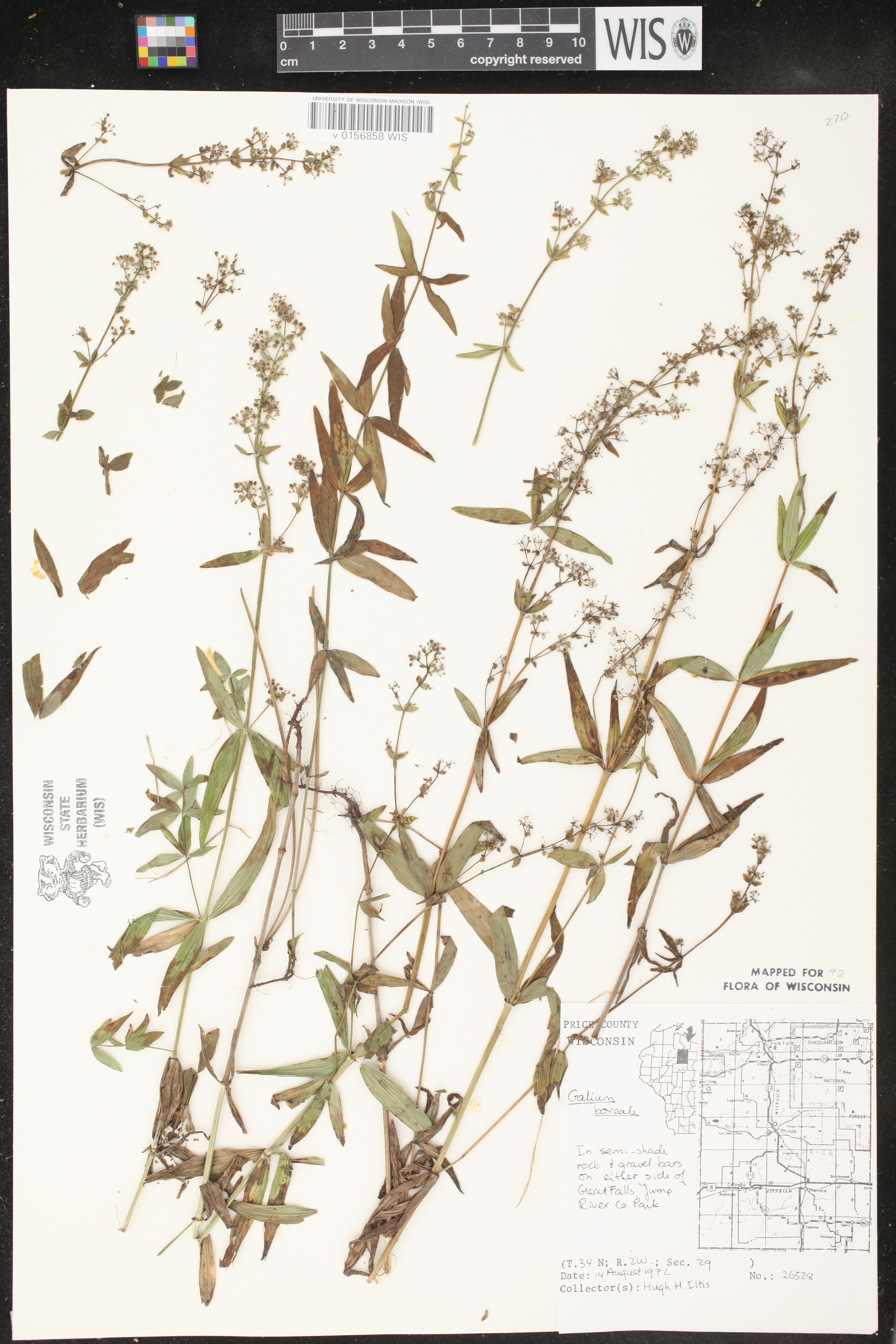 Galium boreale image